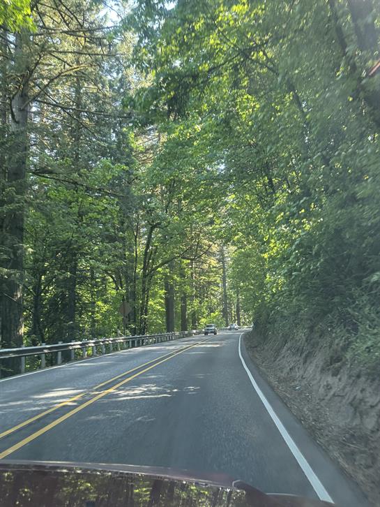 A road with trees on the side