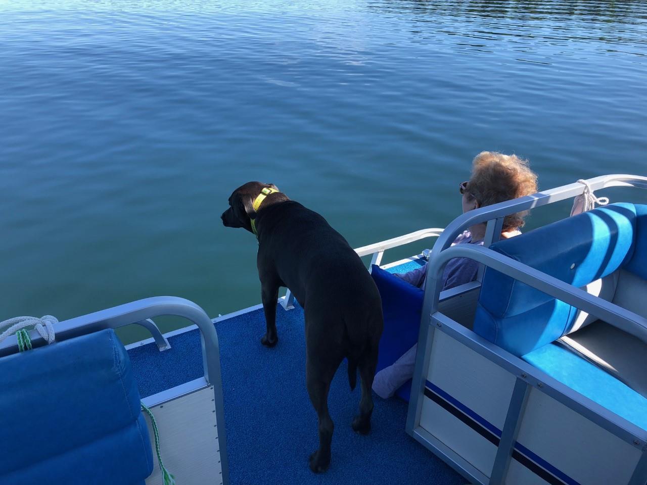 A dog stands at the edge of a boat, gazing at water while its owner relaxes nearby on a sunny day.