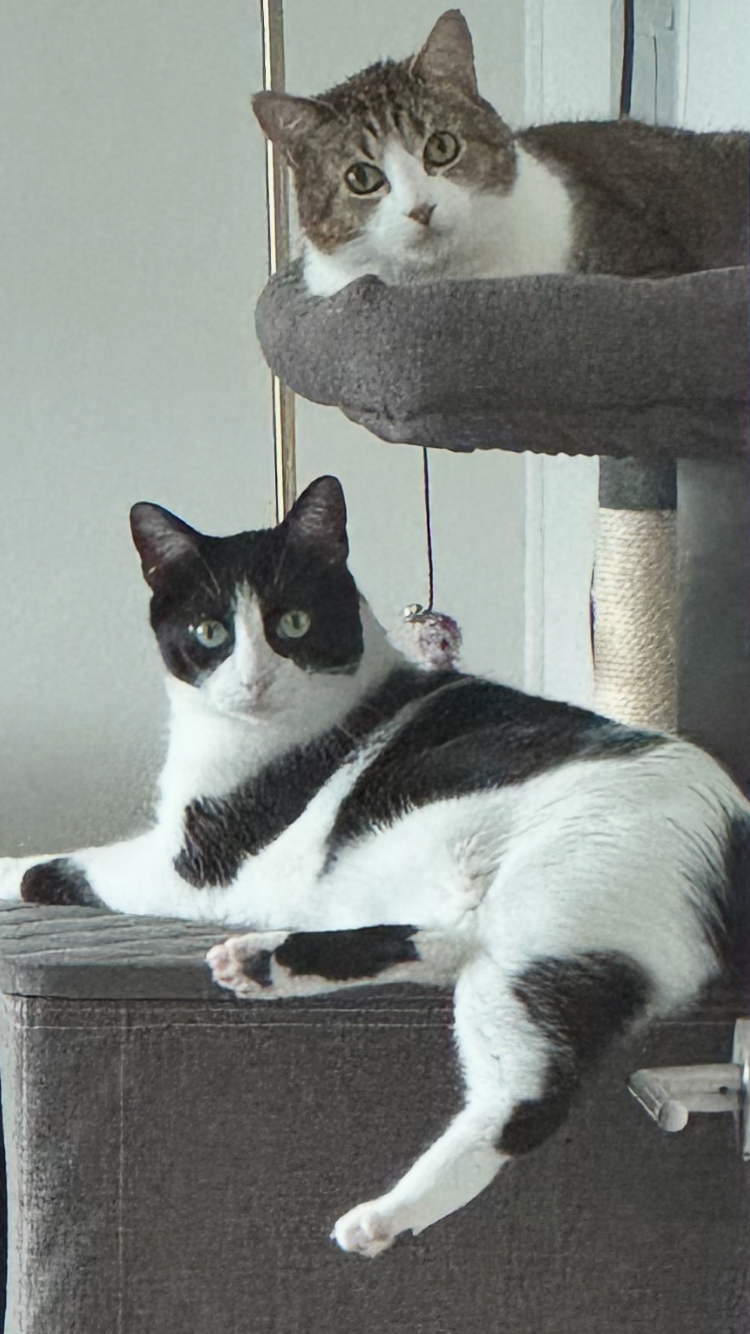 One cat lounges on a surface while another watches from an elevated perch nearby.