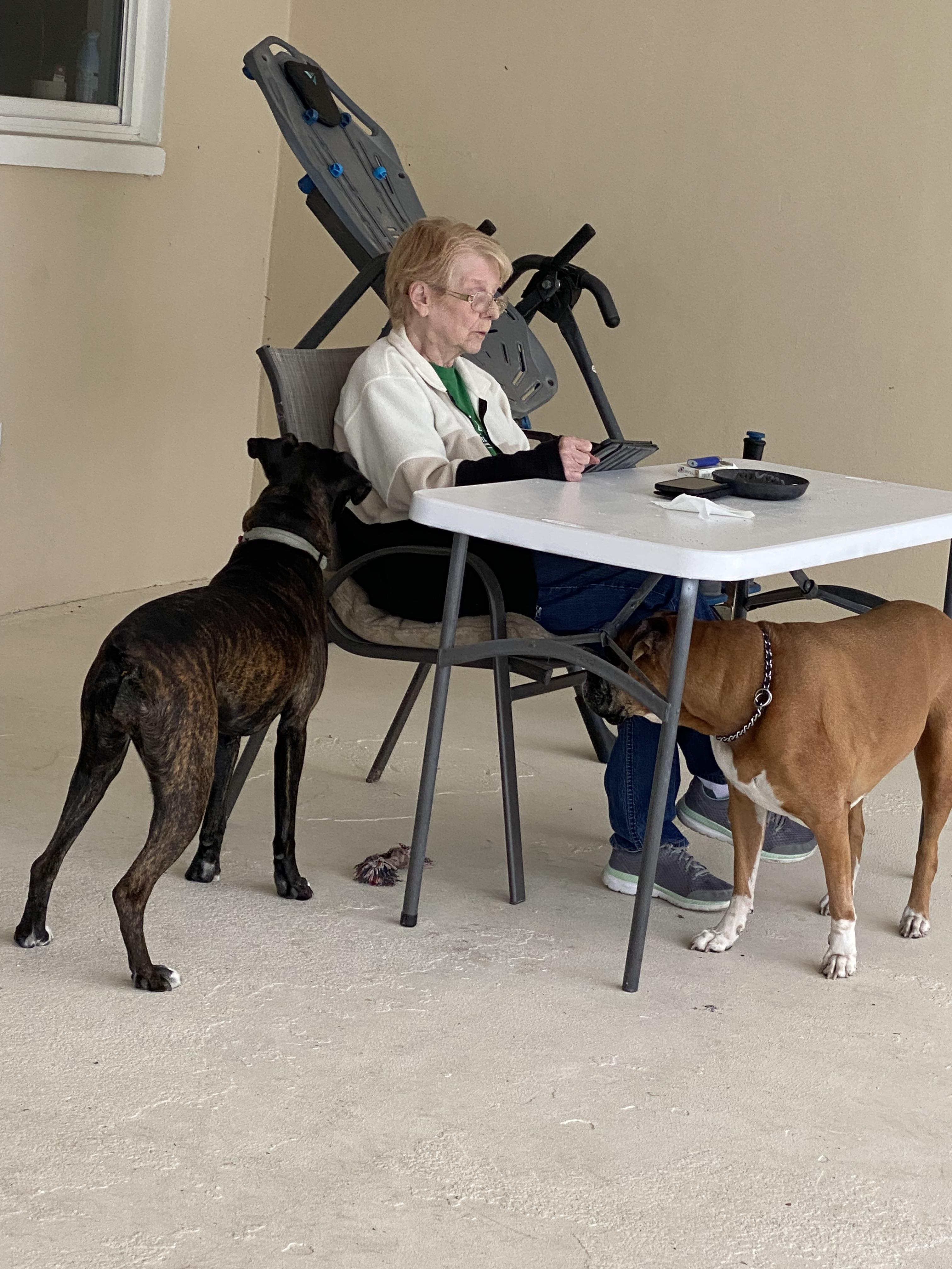 An elderly woman enjoys her time at a table while two dogs curiously approach her for attention.