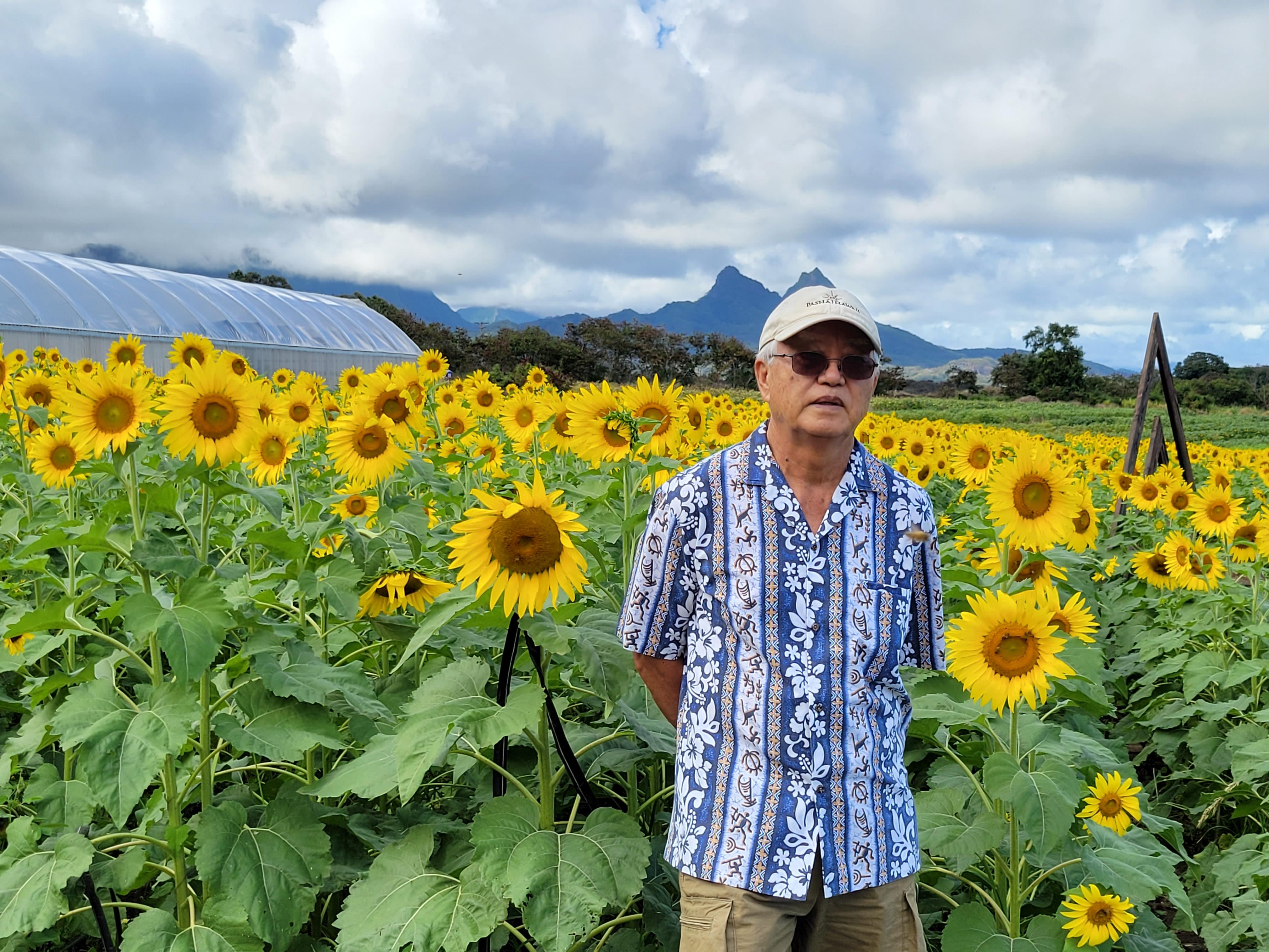 A man enjoys his time in a sunflower field, surrounded by bright yellow blooms and mountains.