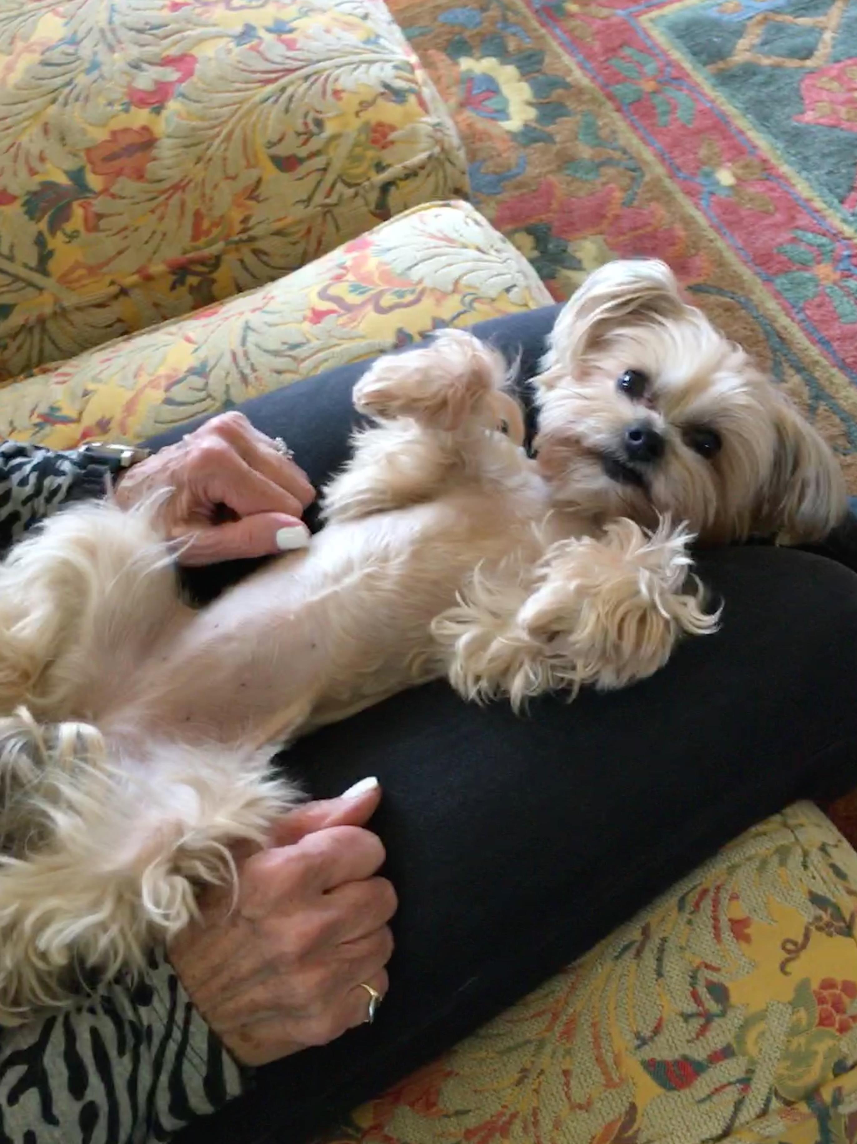 A small dog lies comfortably on a person's lap, enjoying a lazy, sunny afternoon together.