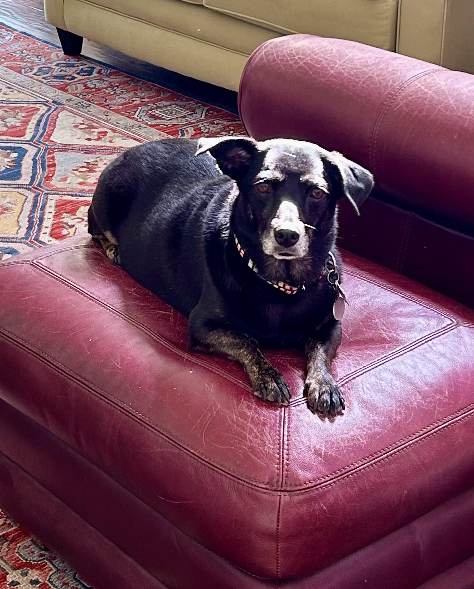 A black dog is comfortably lying on a red leather chair in a warm living space.