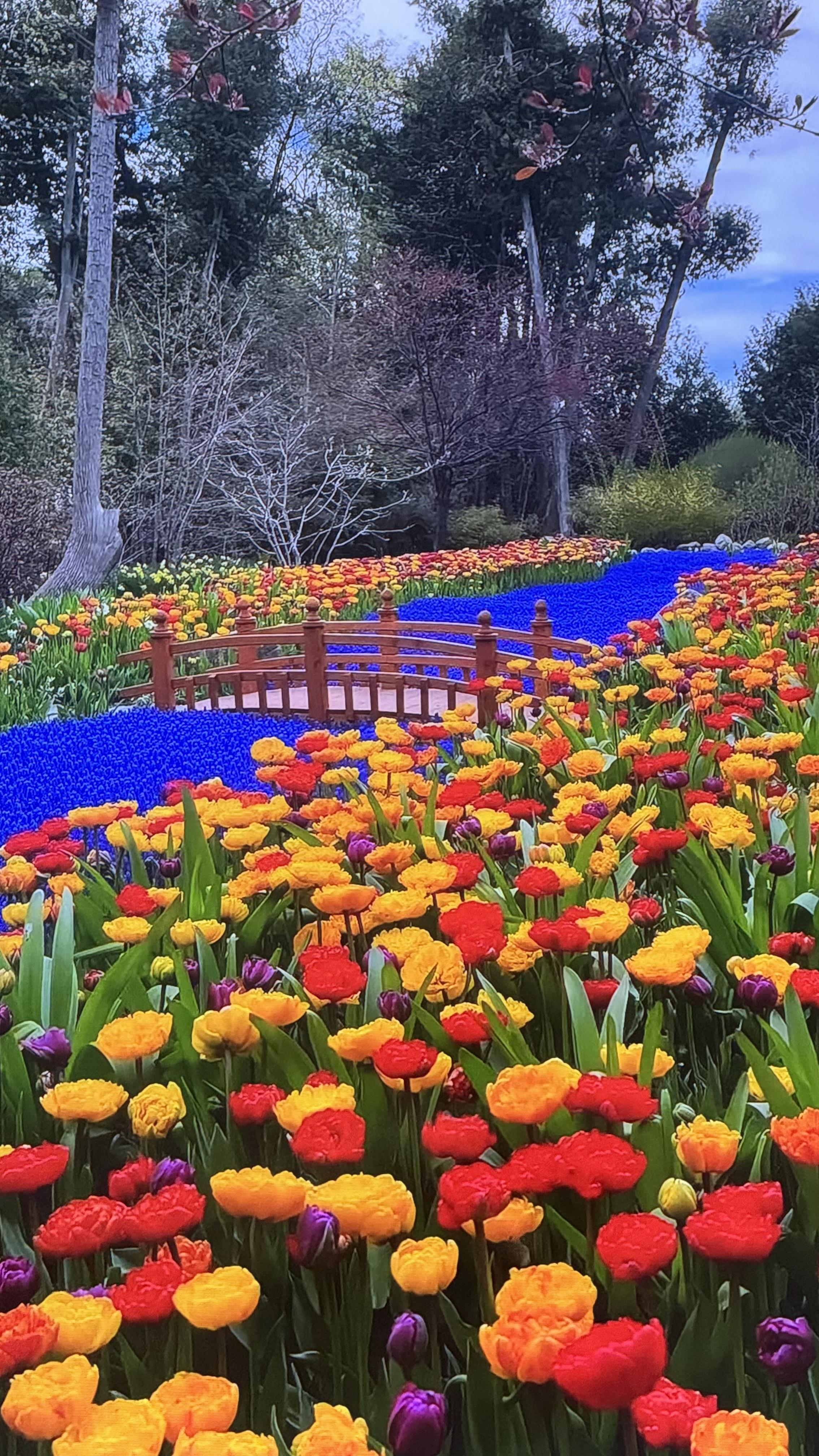 A vibrant mix of red, orange, and yellow flowers frames a wooden bridge, highlighting spring.