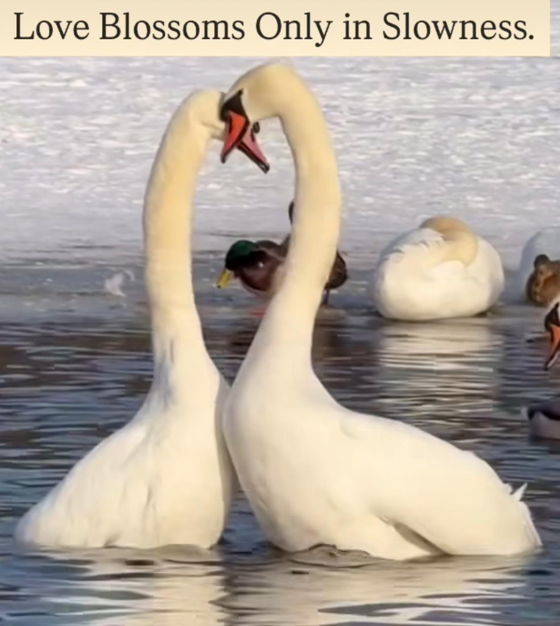 Two swans form a heart shape while showcasing their bond in a tranquil winter lake.
