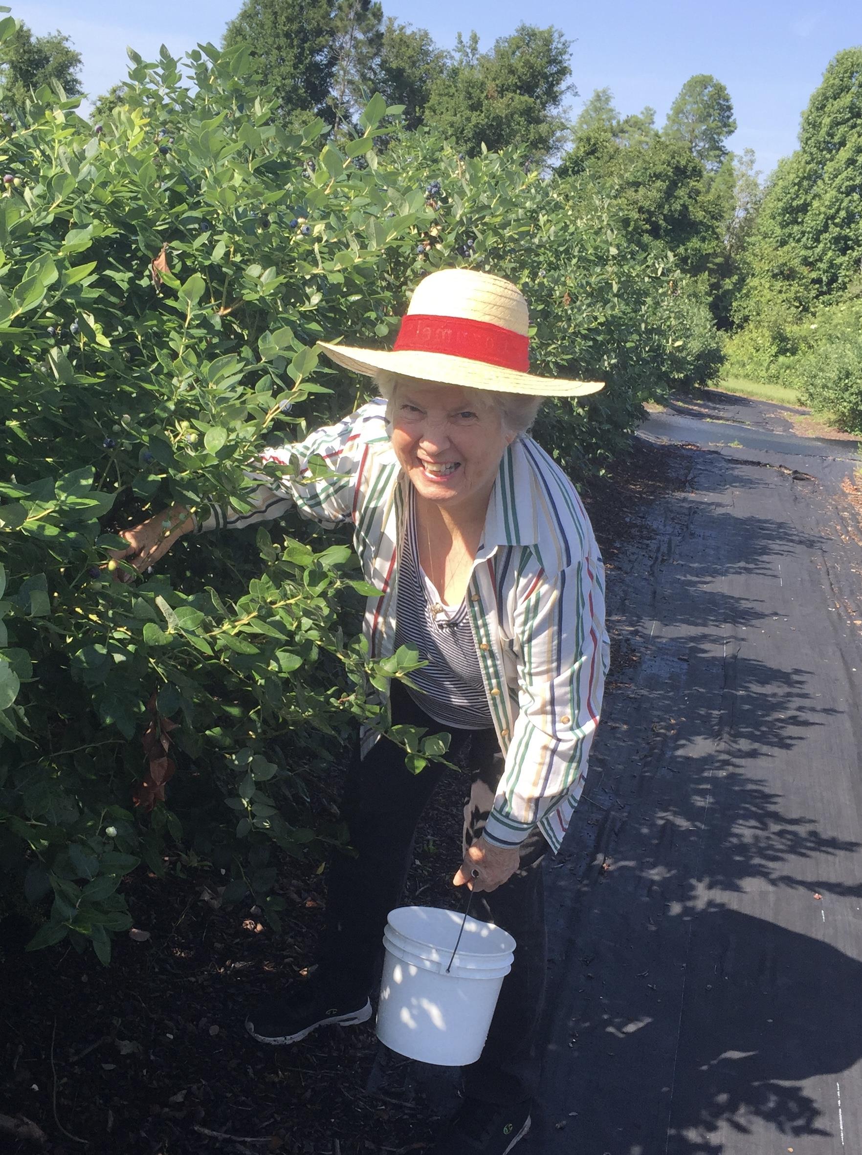 A woman harvests fresh blueberries in a vibrant field on a sunny day, smiling with delight.