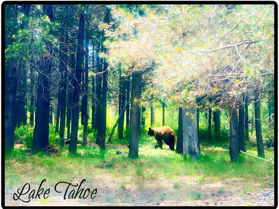 A bear walking through a forest
