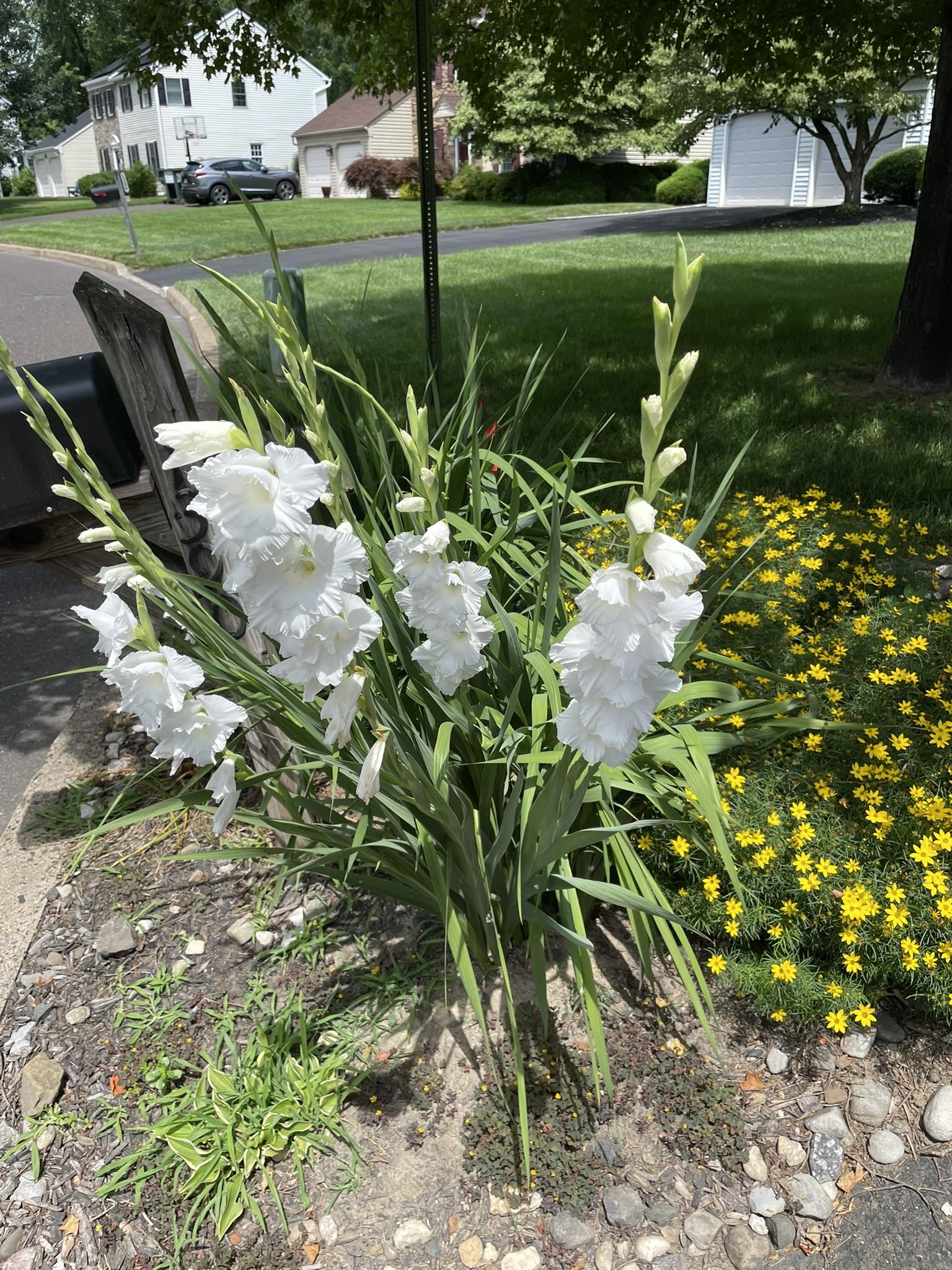 Gladiolus flowers in full bloom enhance a peaceful suburban garden setting on a sunny day.