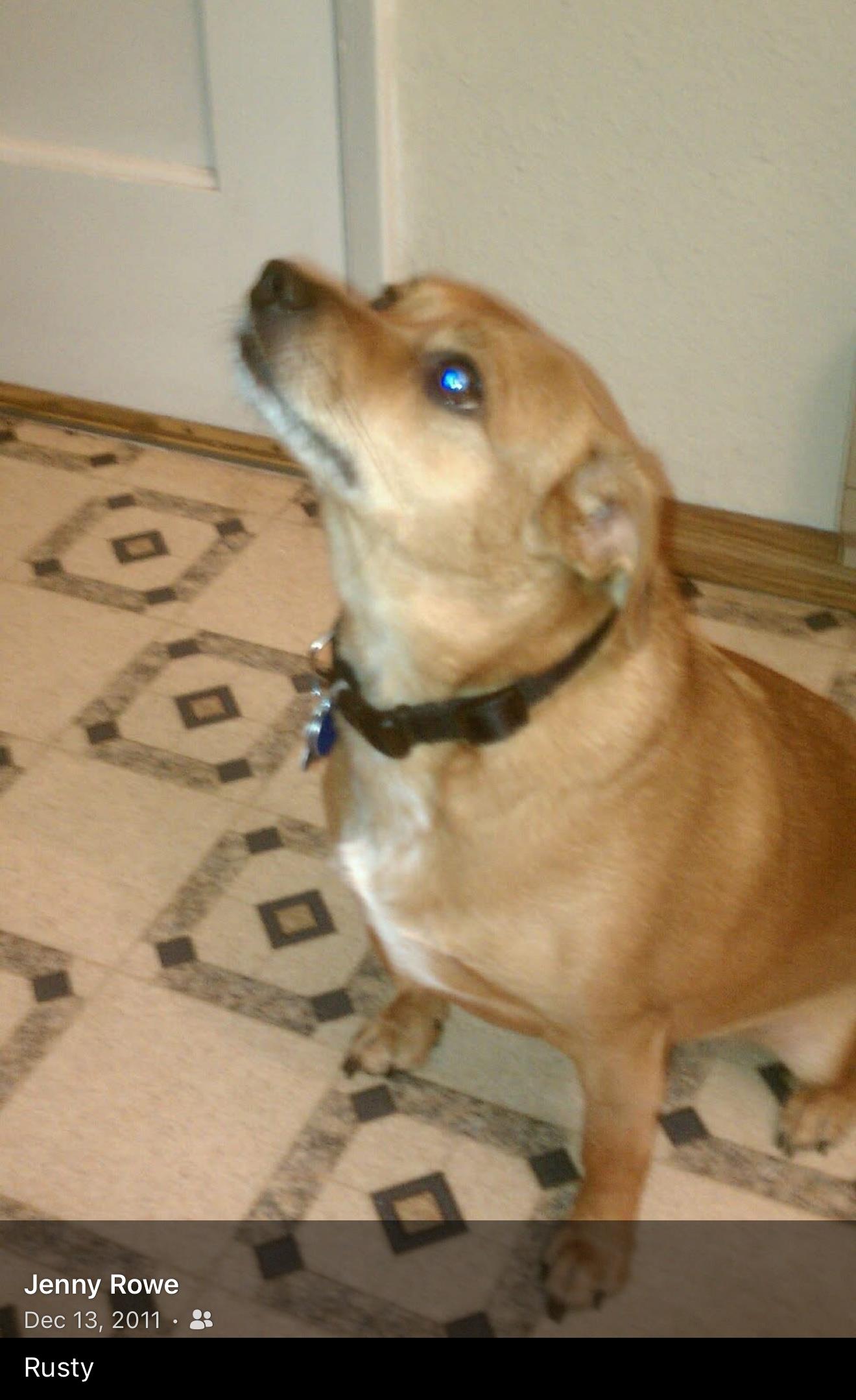 Rusty, a brown dog, sits attentively in a warm indoor space with patterned floor tiles.