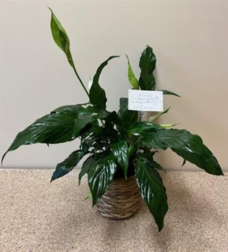 A plant in a pot