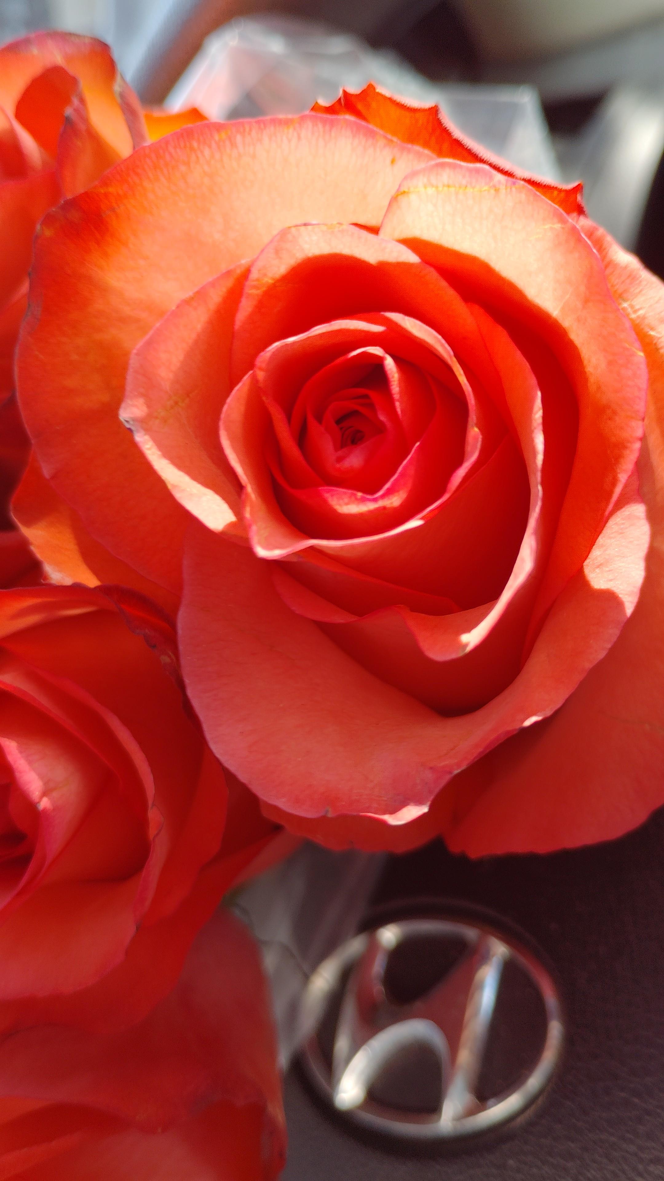 Vibrant orange roses showcase their intricate layers and rich color under sunlight.