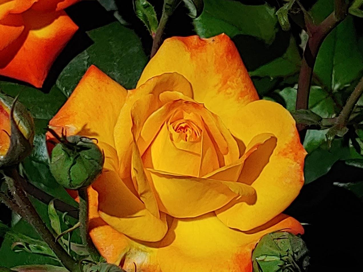 A stunning yellow rose showcases its petals in a lush garden filled with greenery.