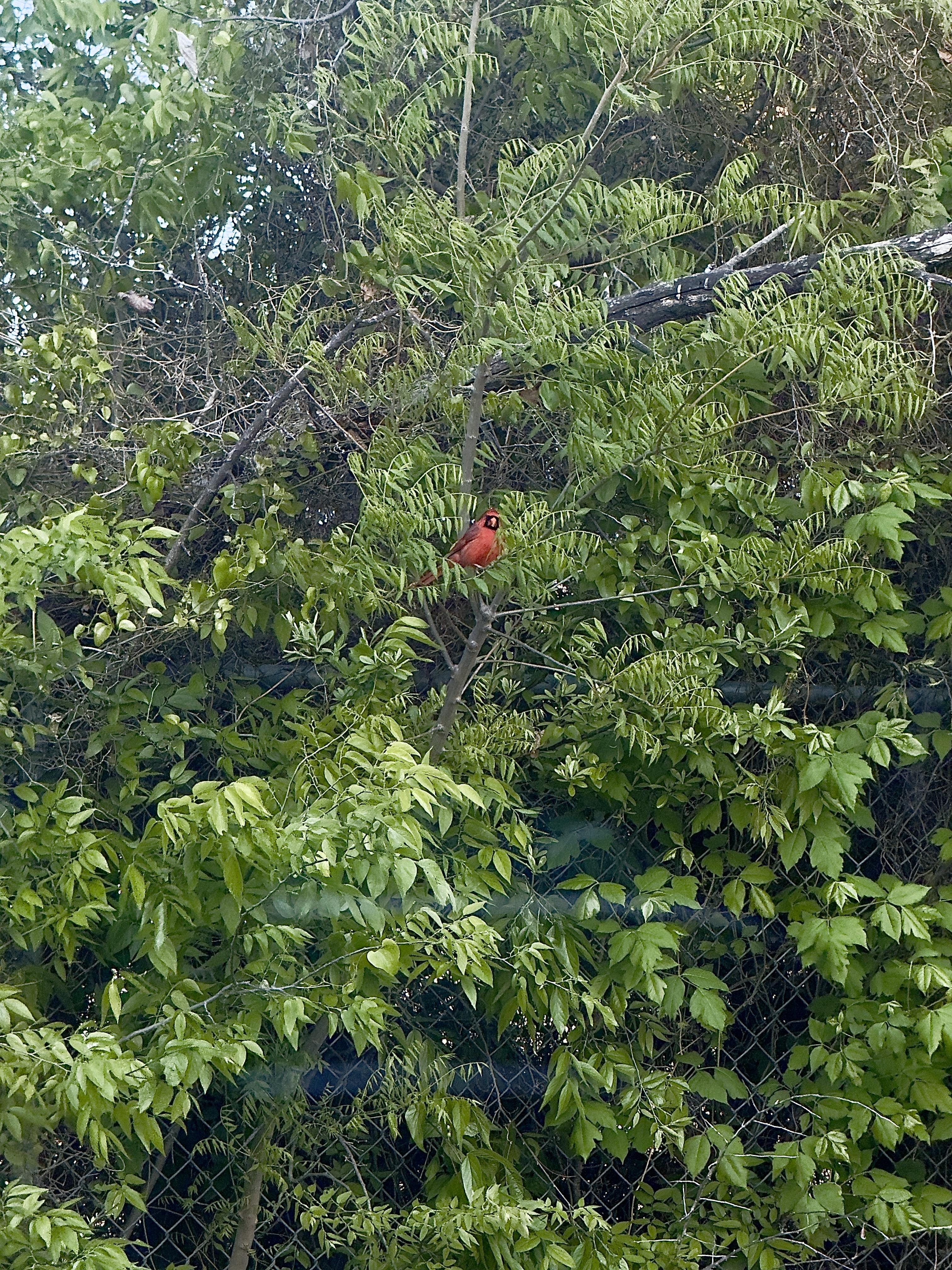 A bird sitting on a tree branch