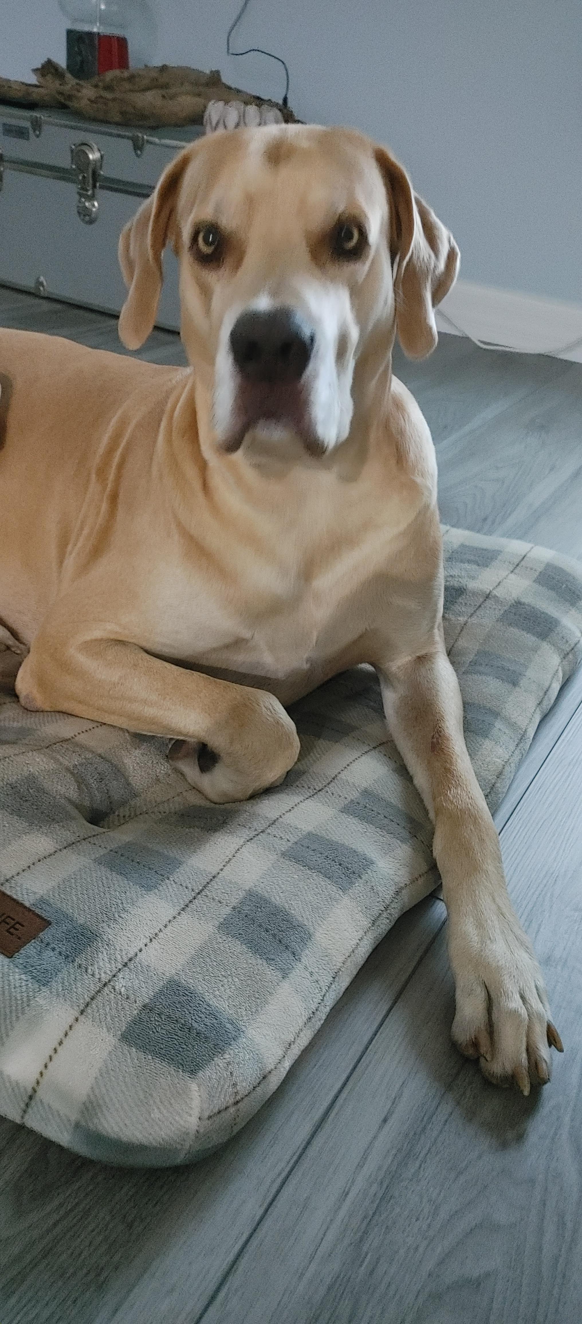 Dog lies leisurely on a soft bed in a bright, contemporary room, enjoying a moment of relaxation.
