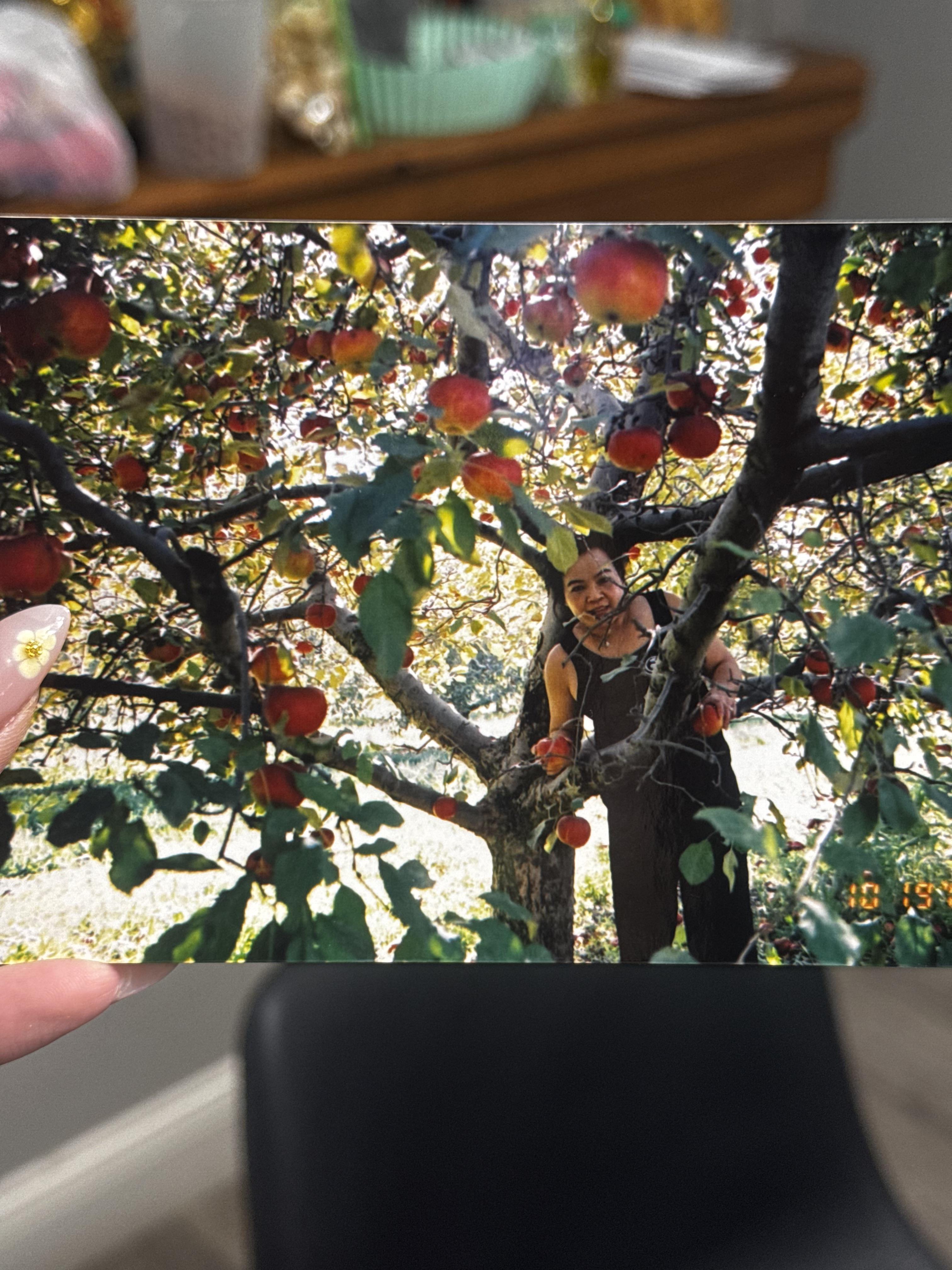 A woman happily picks apples from a tree, surrounded by vibrant fruit and leaves in autumn.