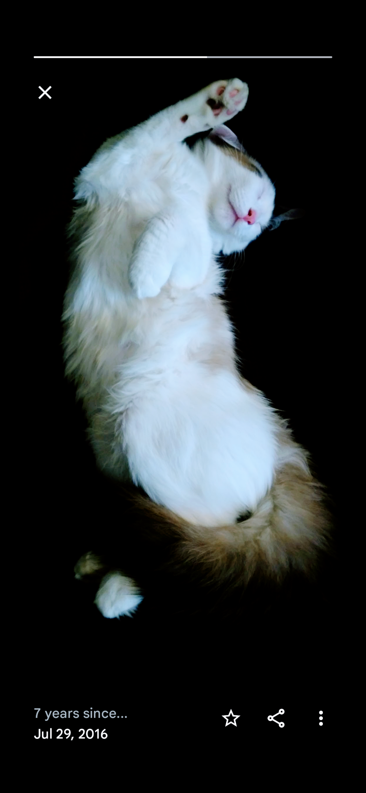 Cat stretches blissfully on a dark background, showcasing its fluffy fur and playful demeanor.