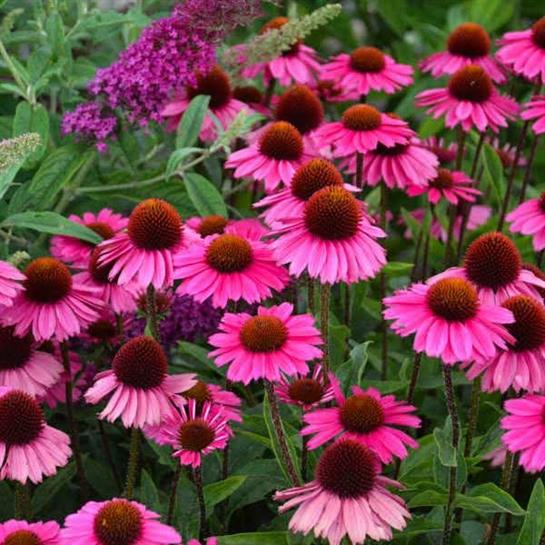 A group of pink flowers