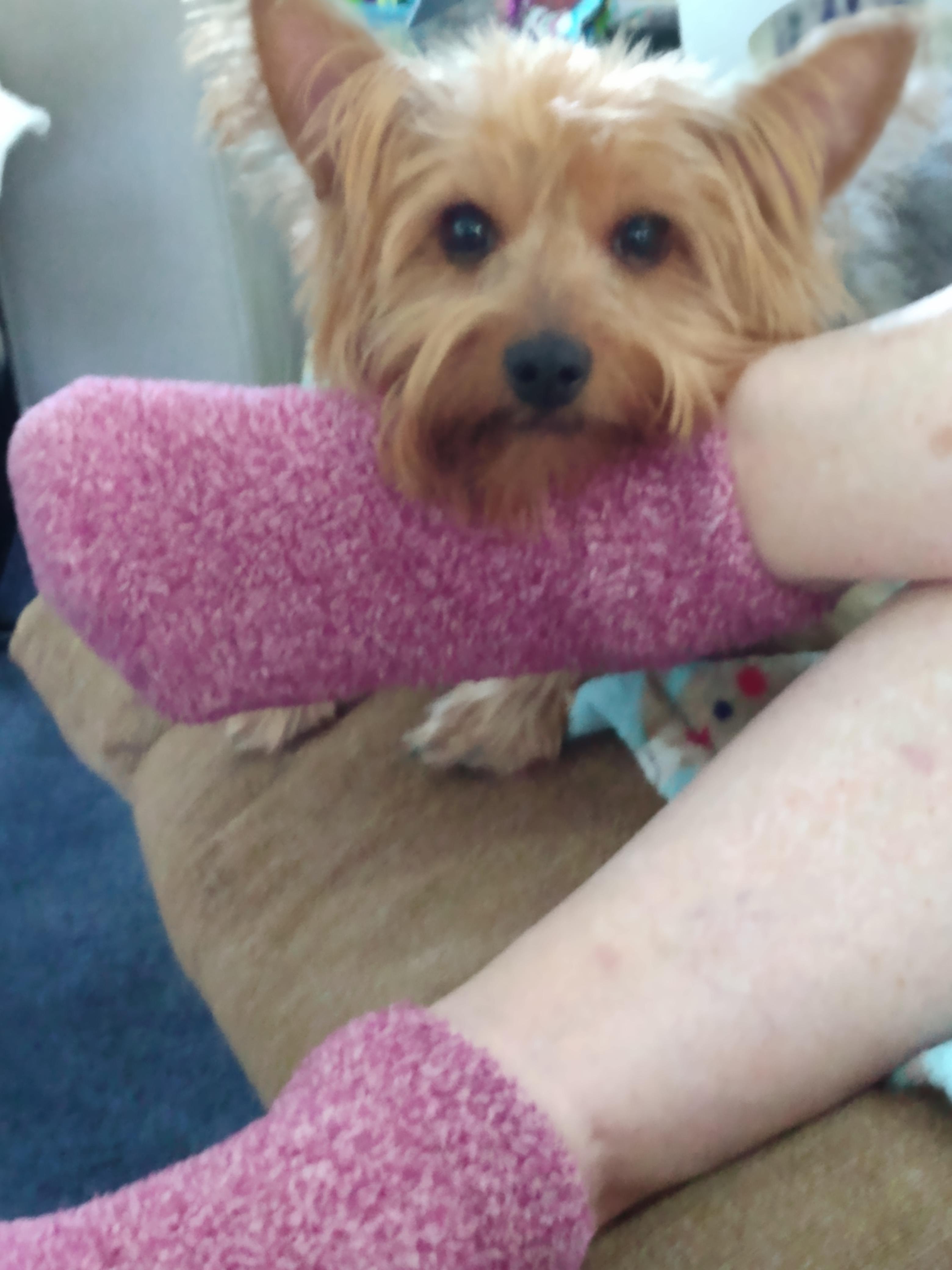 A small fluffy dog leans on its owner's foot, enjoying a comfortable moment at home.