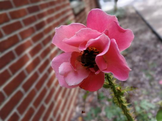 A pink flower with a black center