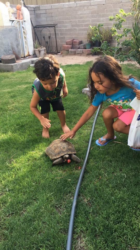 Two children gently touch a turtle while enjoying their time in the grassy backyard.