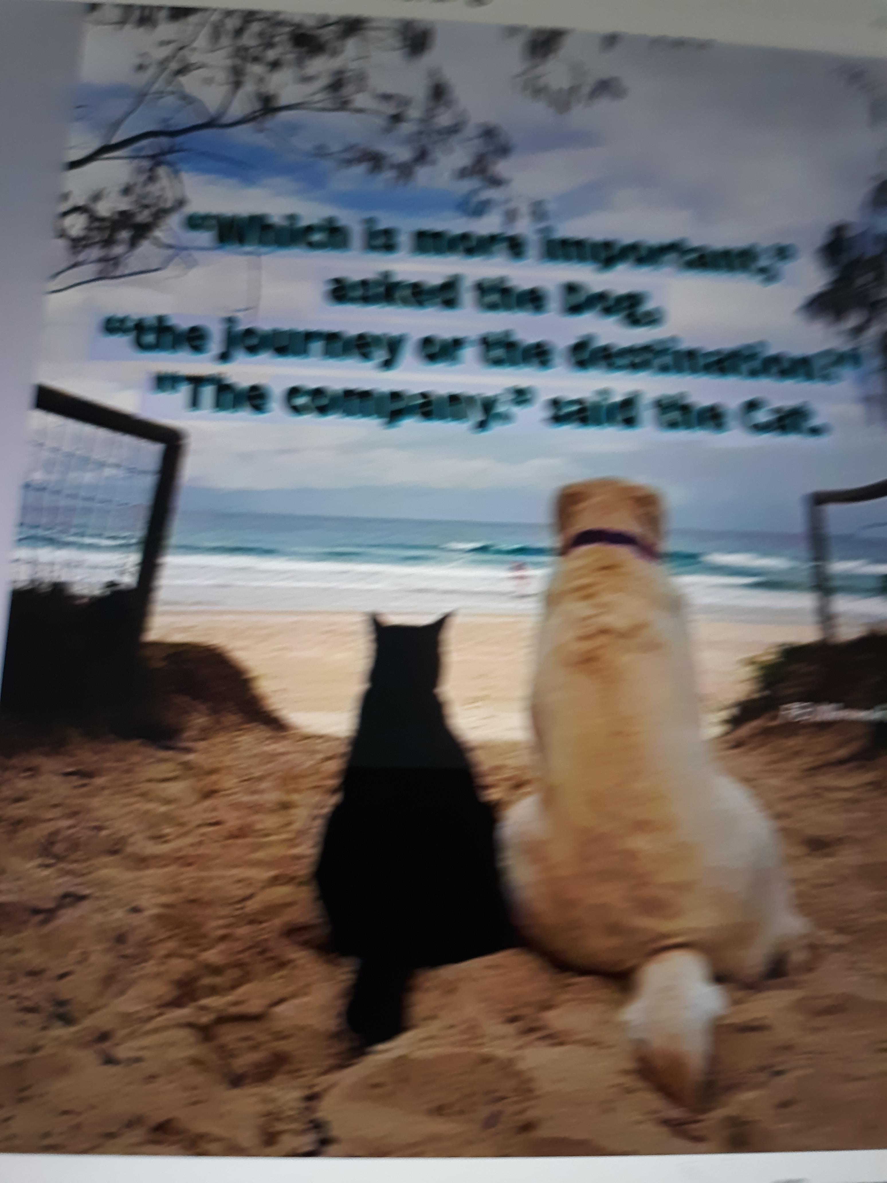 A dog and a cat sit side by side on sandy beach, contemplating their friendship and life's journey.