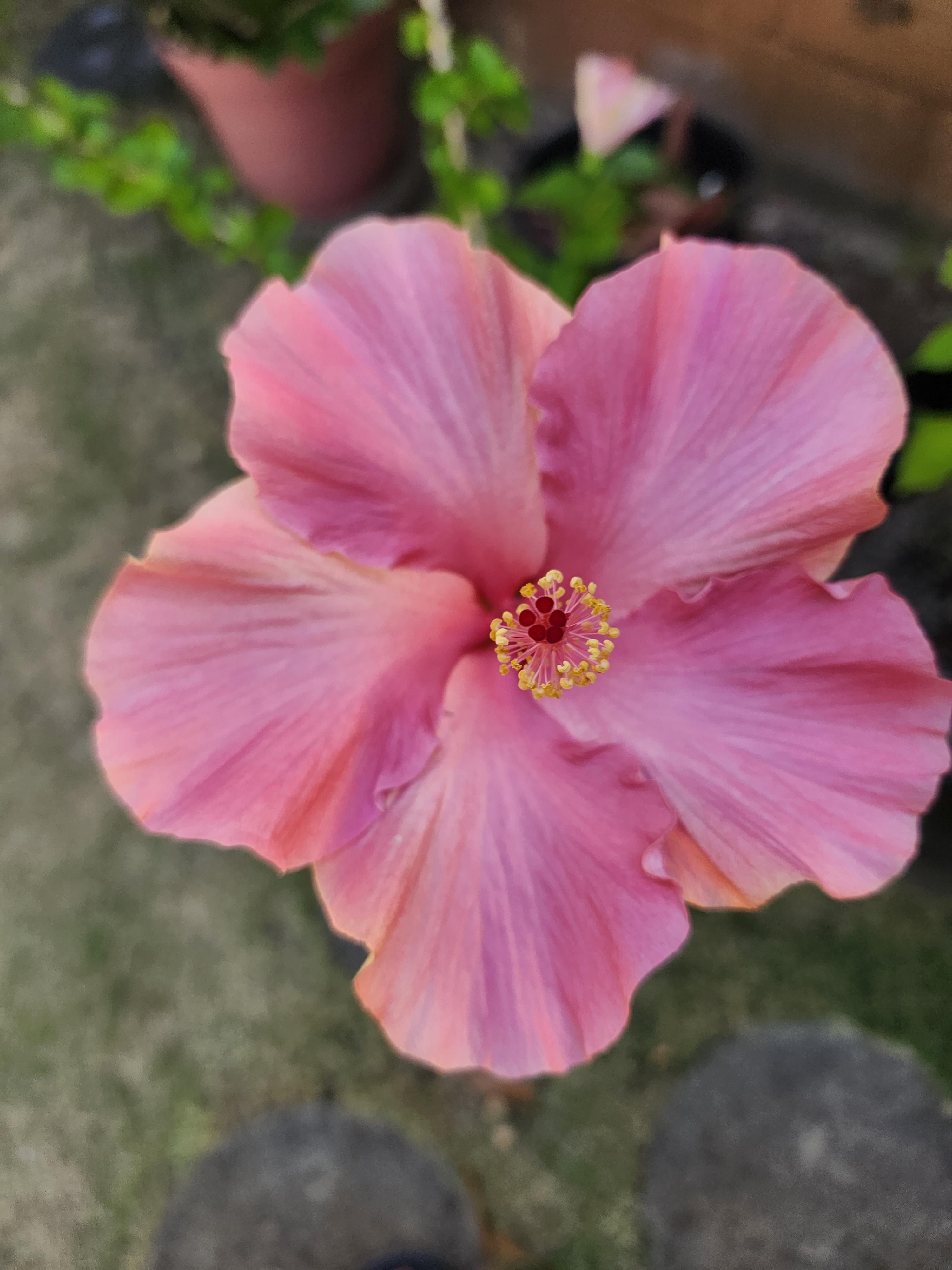A vibrant pink hibiscus flower opens up, showcasing its delicate petals and intricate details.