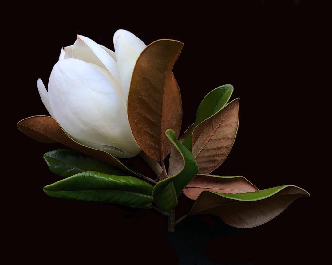 A magnolia blossom exhibits its white petals alongside green and brown leaves on a dark backdrop.