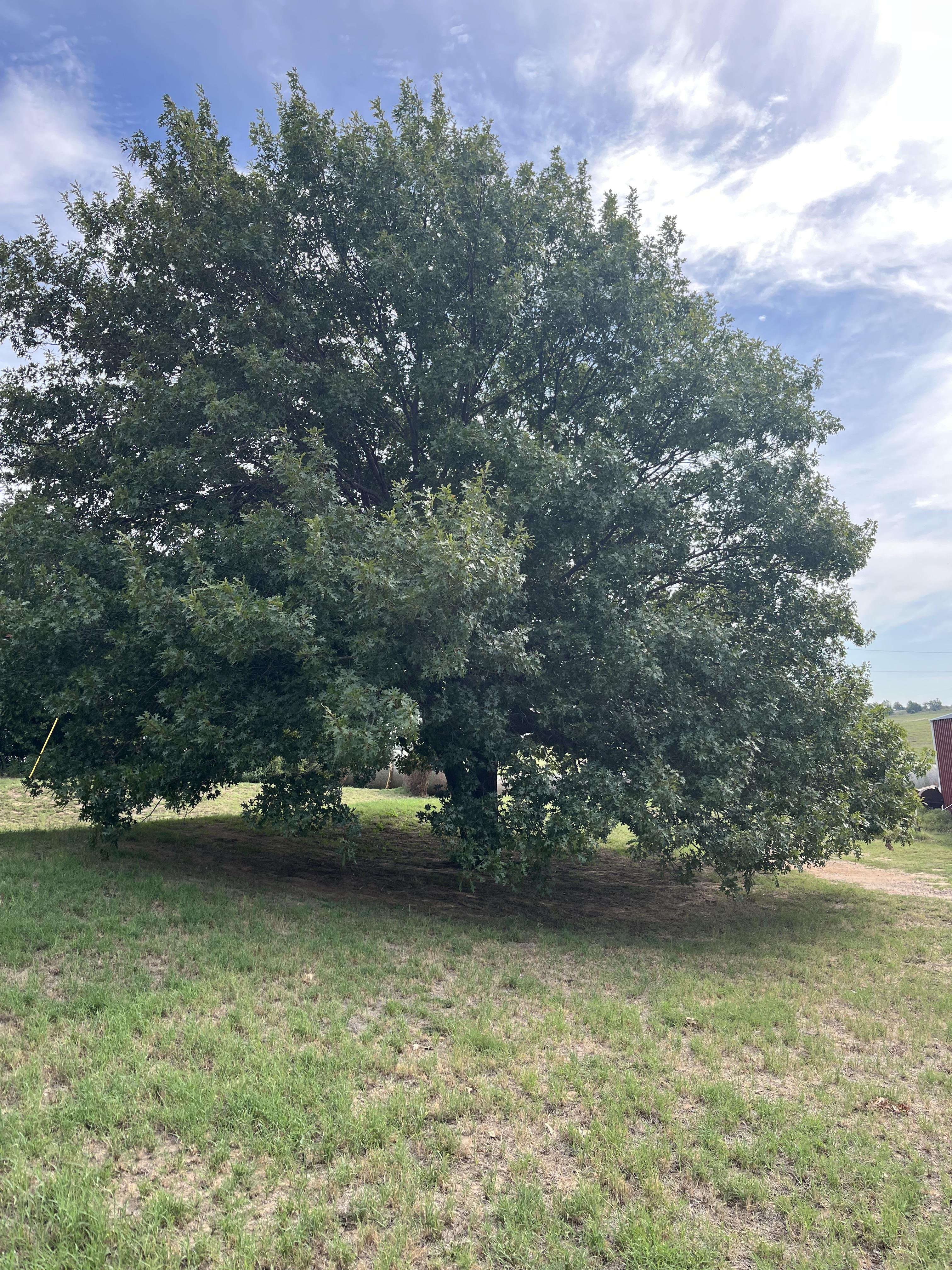 A robust tree fills the landscape with lush green leaves under a bright sky, providing shade.