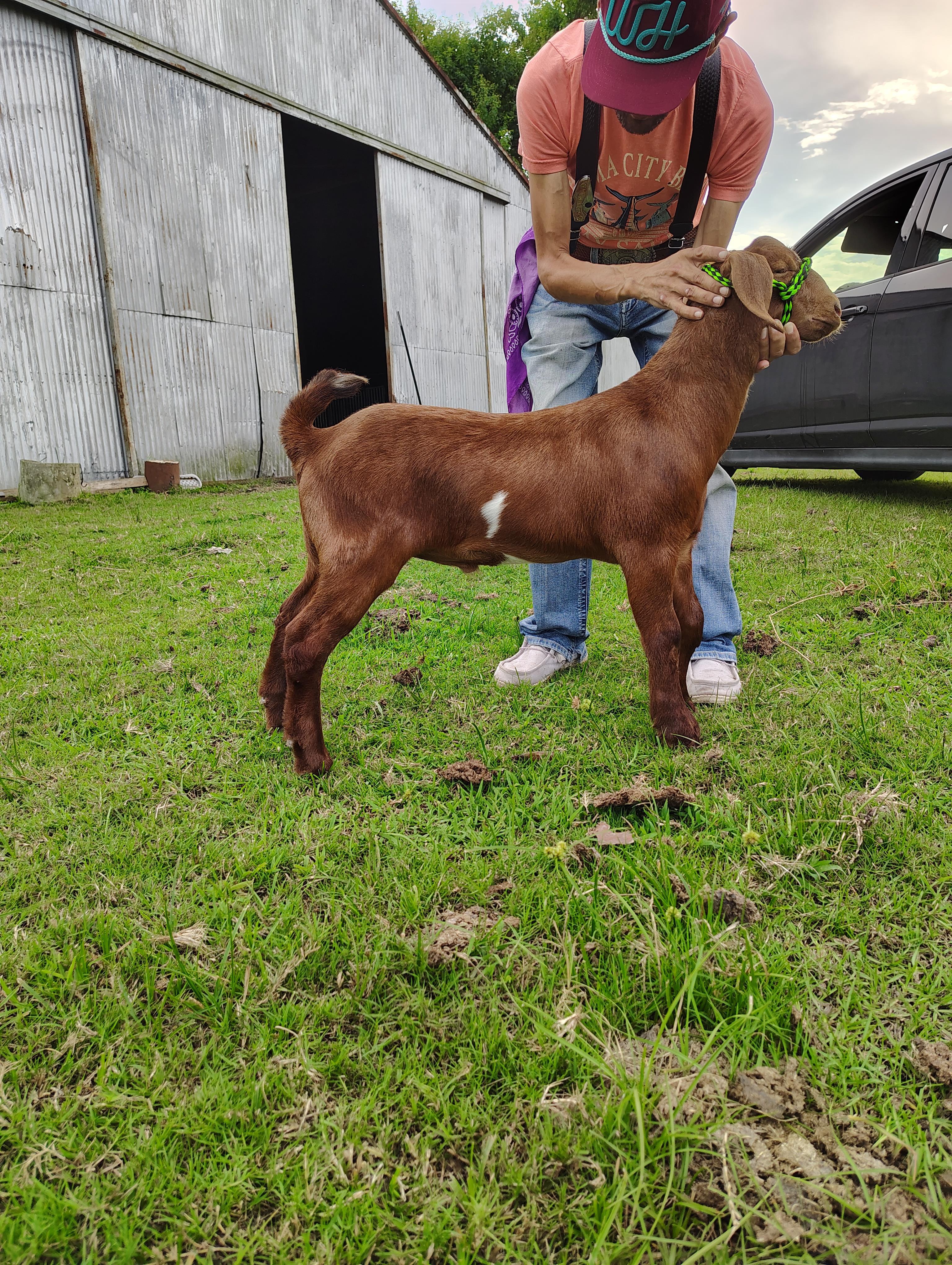 A man petting a goat