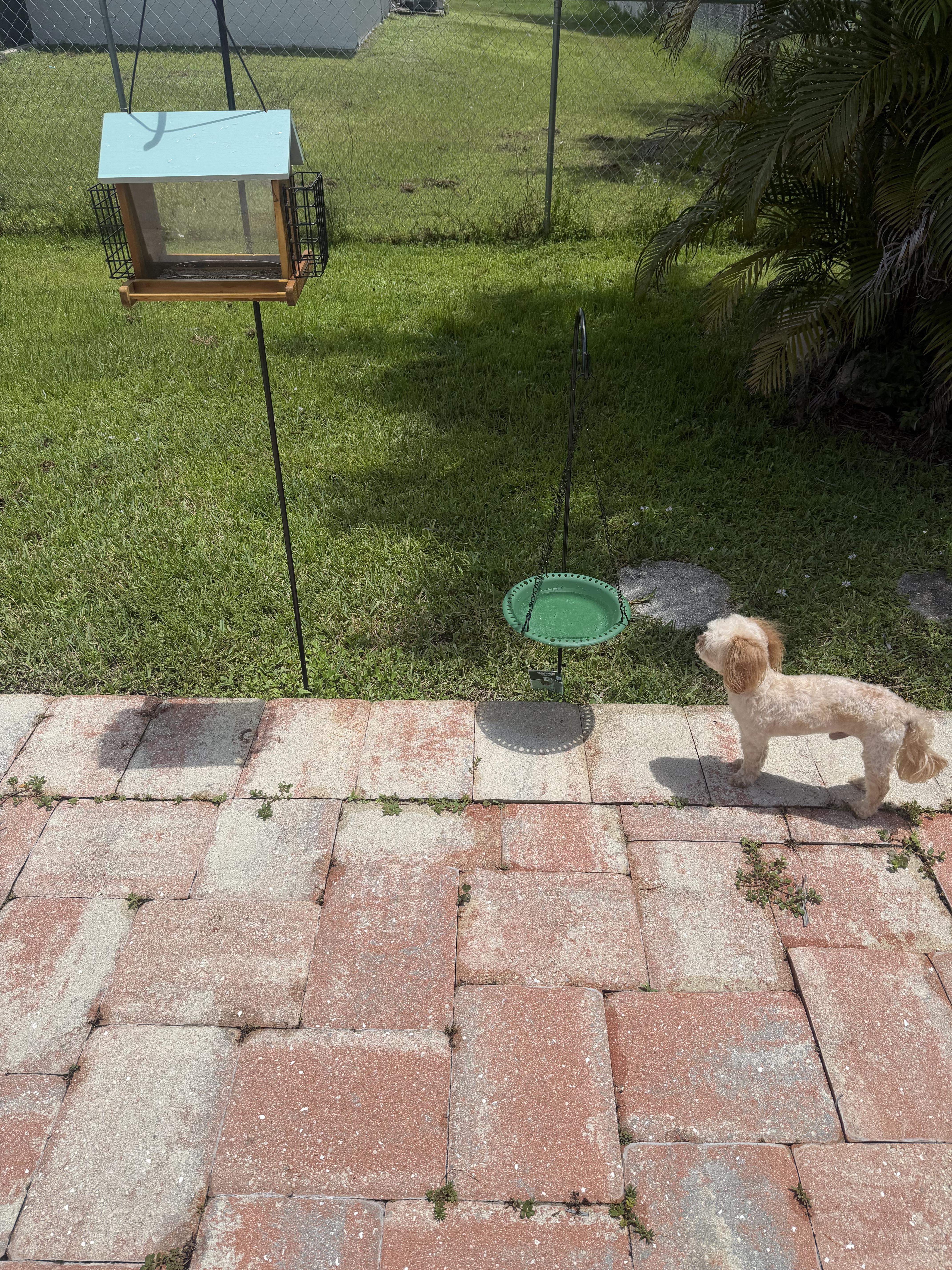 A dog walking on a brick path