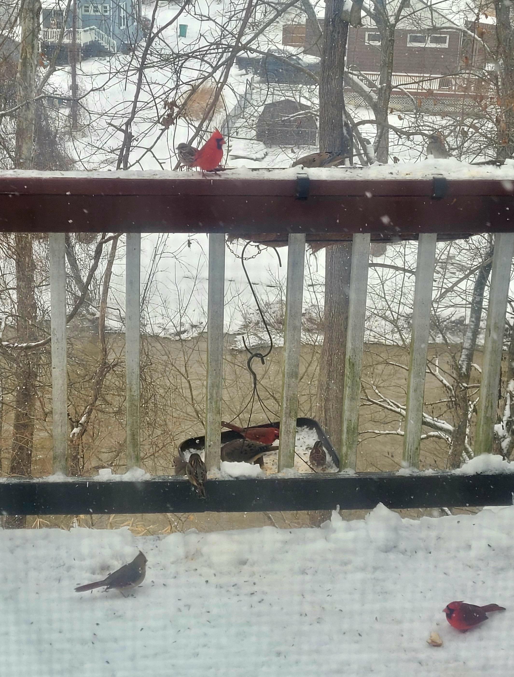 Small birds visit a feeder in a snowy backyard while trees stand bare in the cold weather.