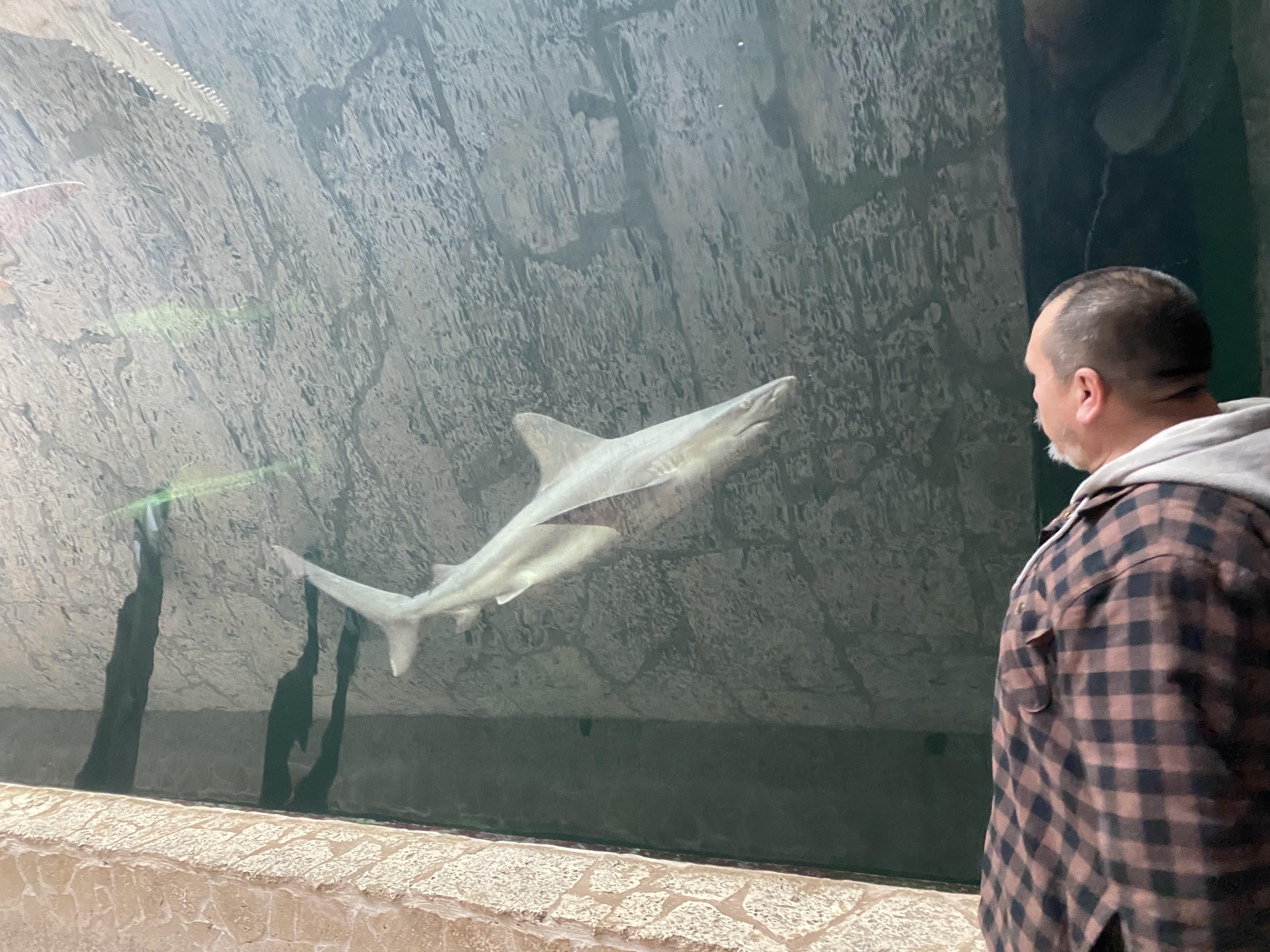 A person stands by a large glass wall and watches a shark swim in clear water.