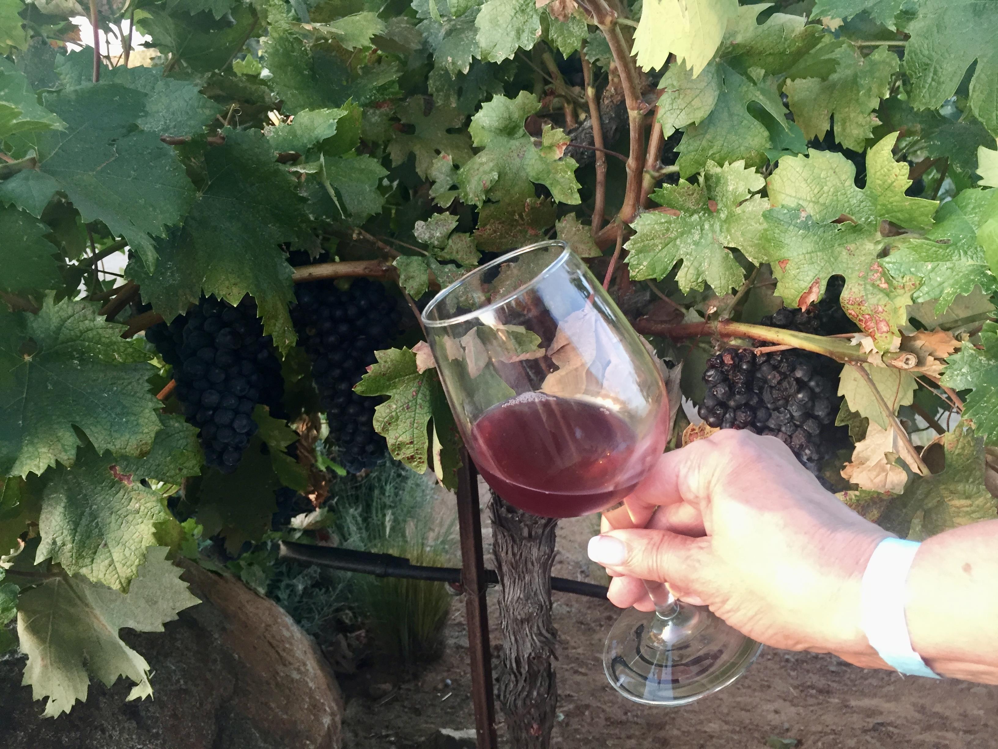 A hand holding a glass of wine