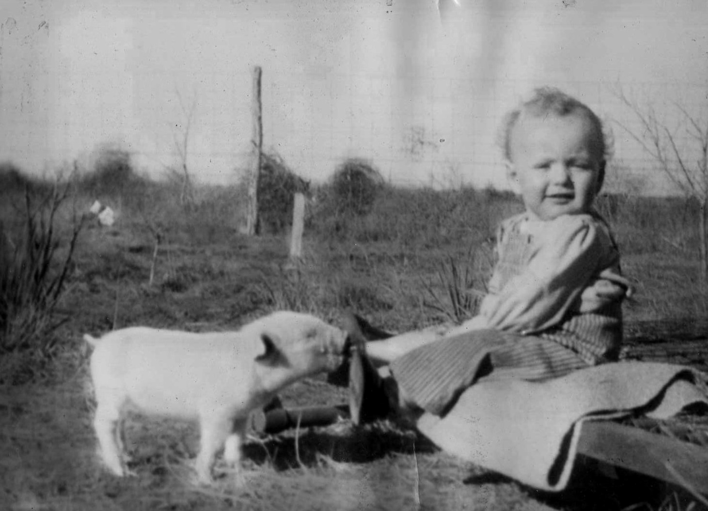A baby sitting on a bench with a pig
