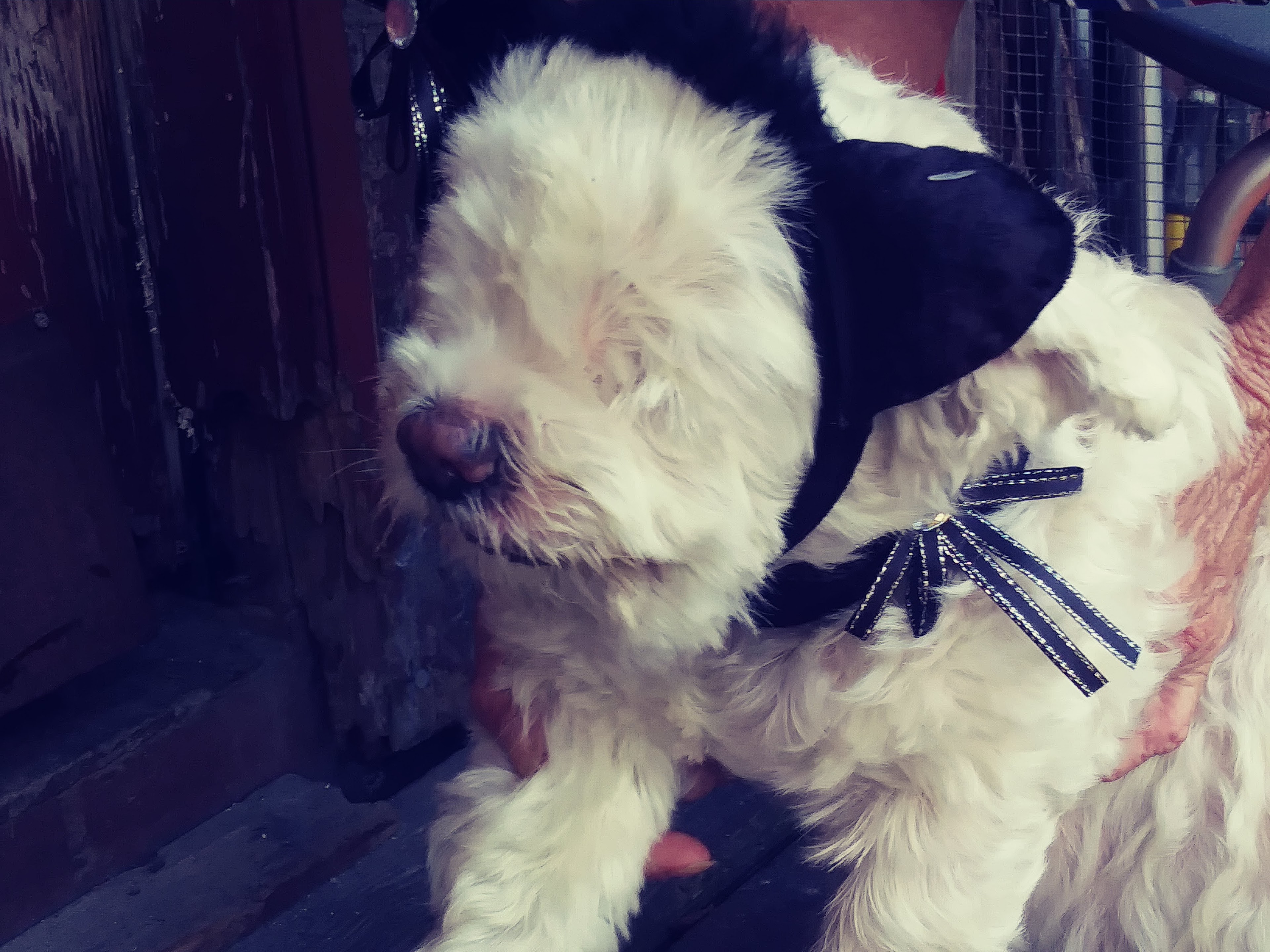 A small dog is being held by a person. The dog wears a black outfit with a bow.