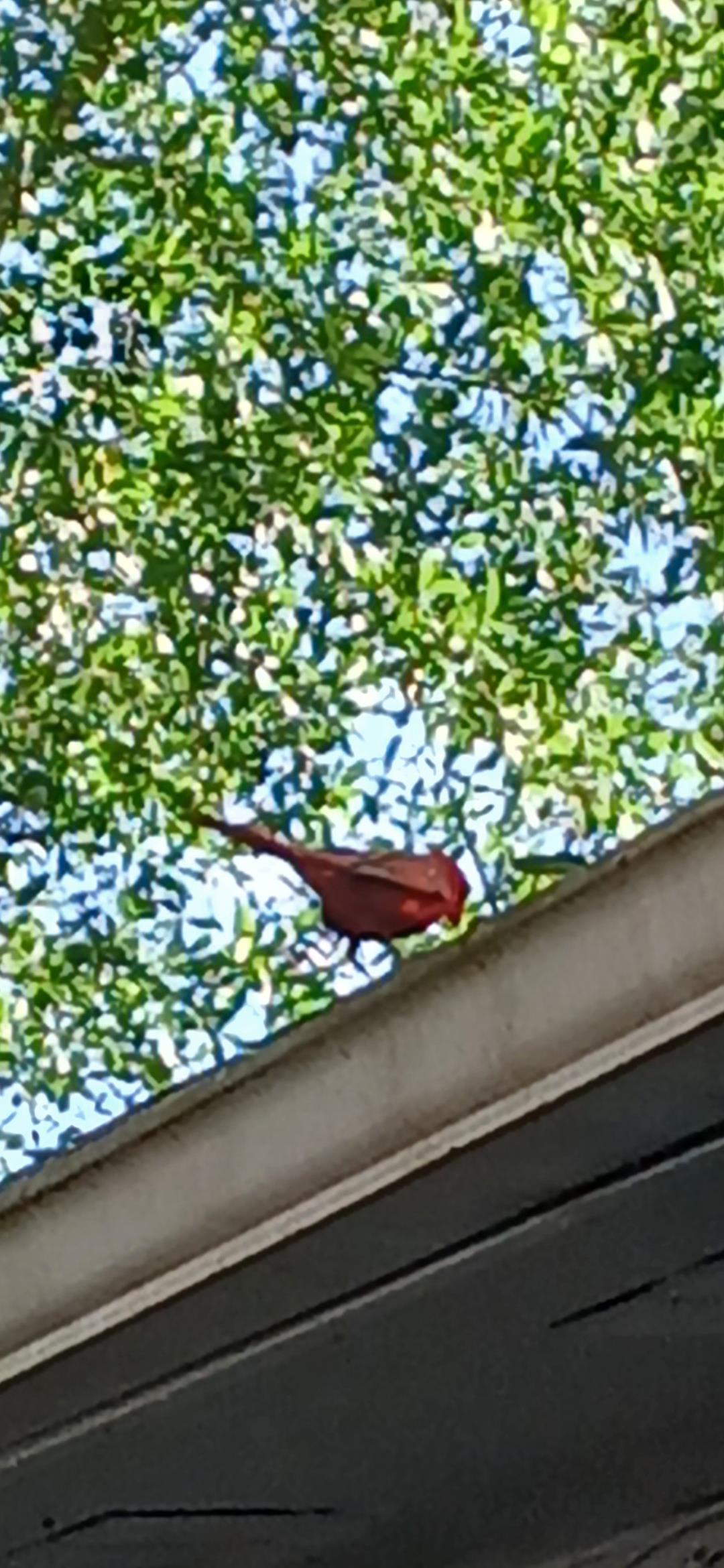 A bird on a roof