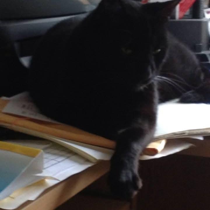 A black cat lying on a pile of papers