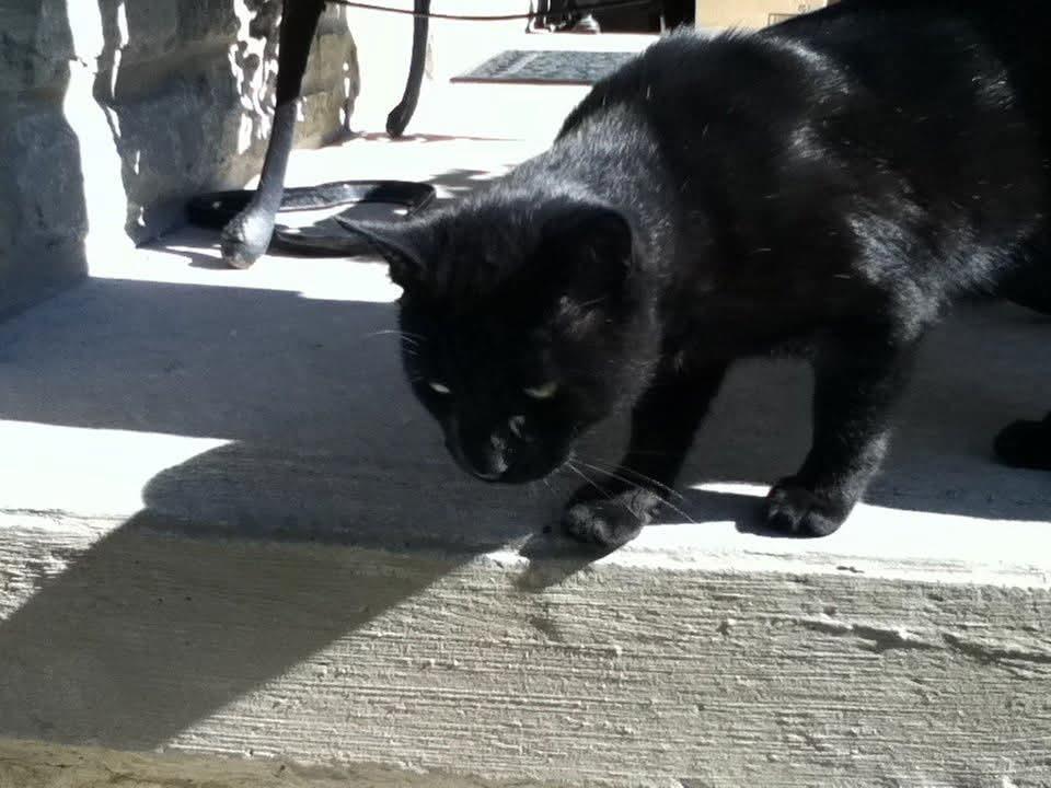 A black cat on a ledge