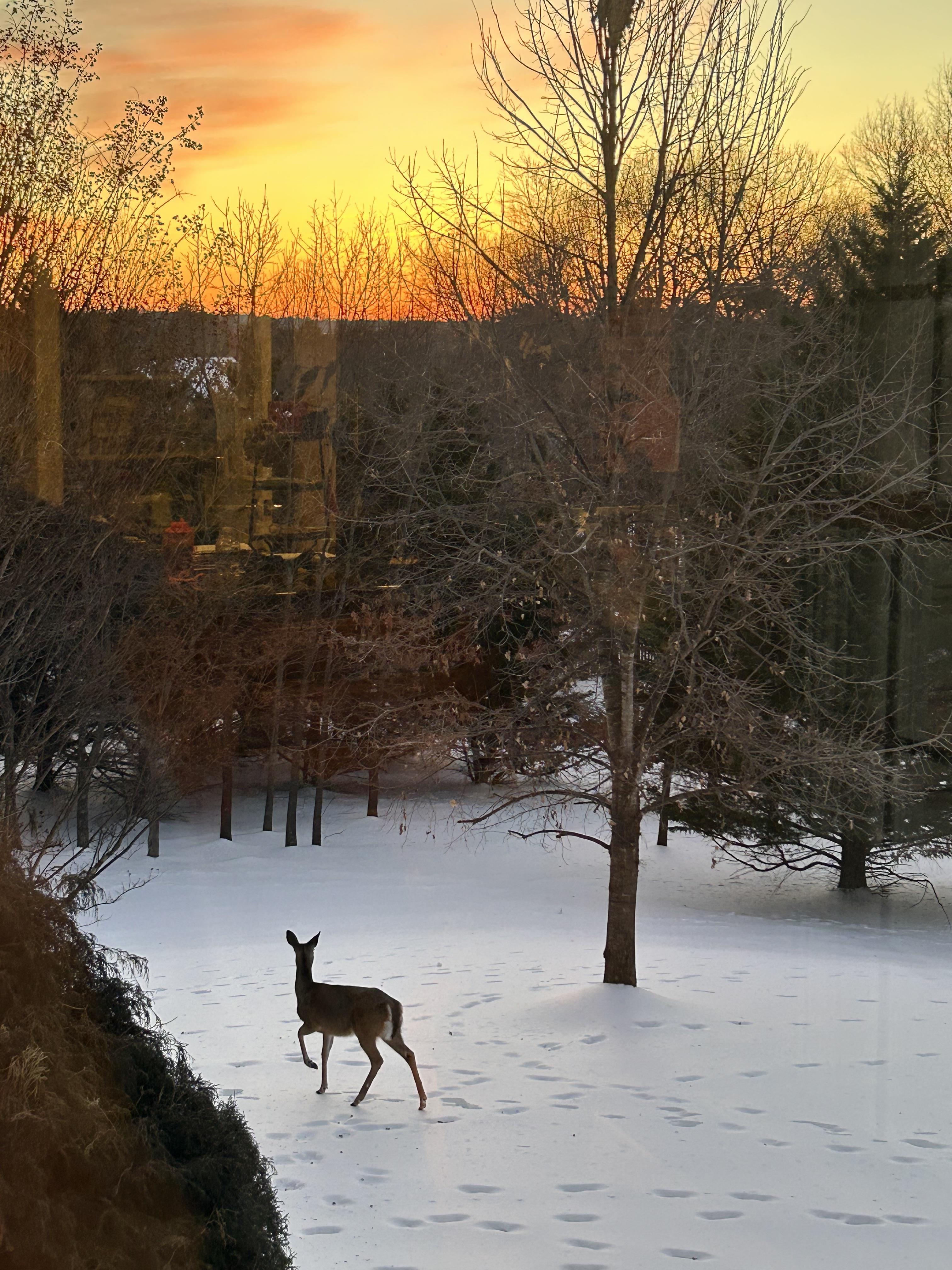 A deer in the snow