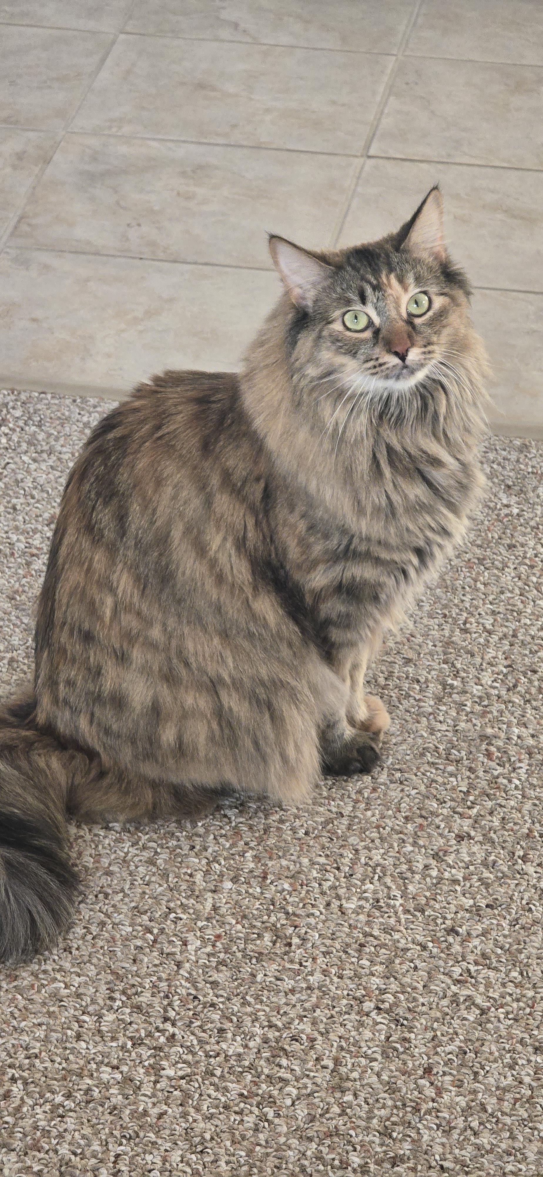 A cat sitting on carpet