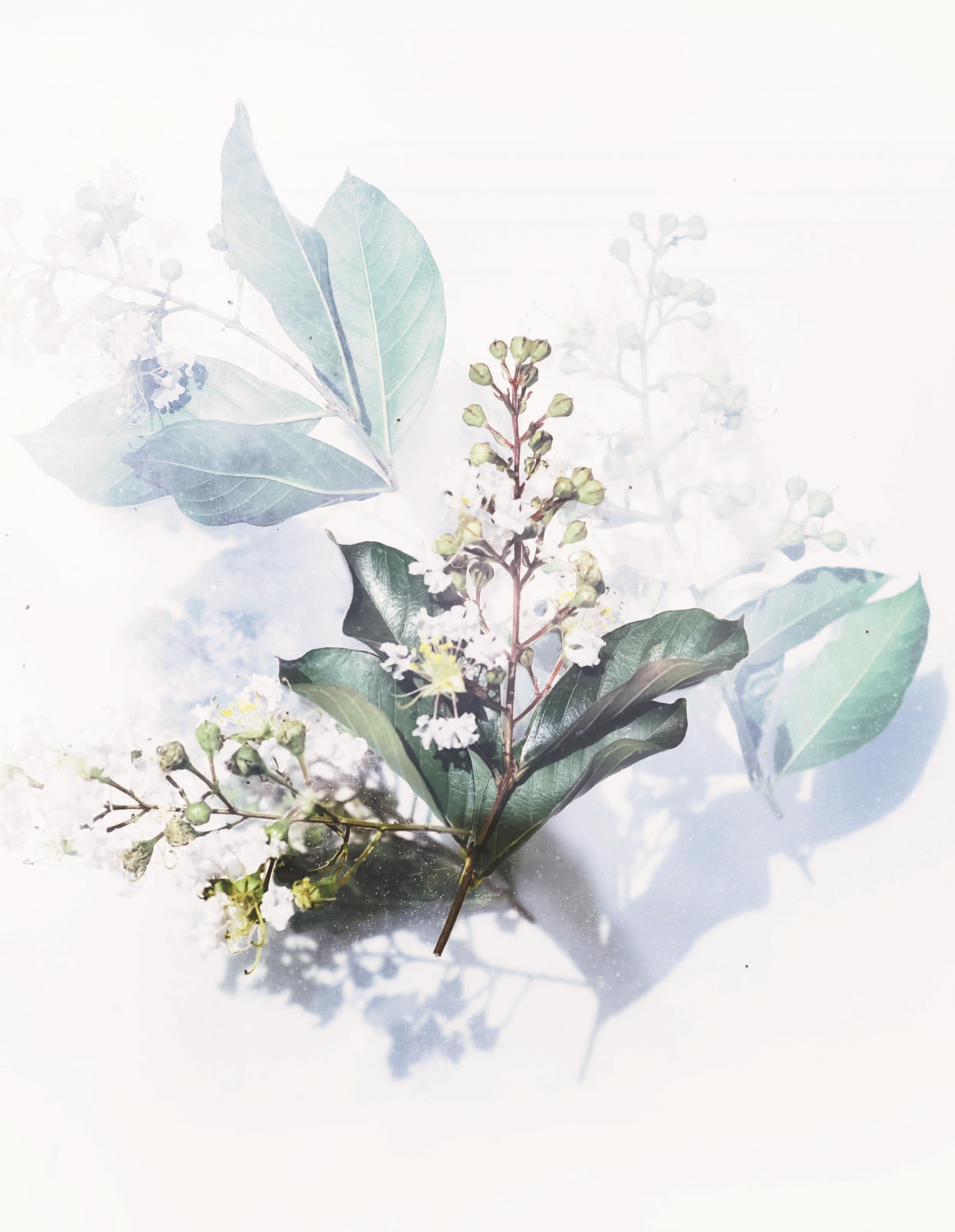 A close-up of a plant