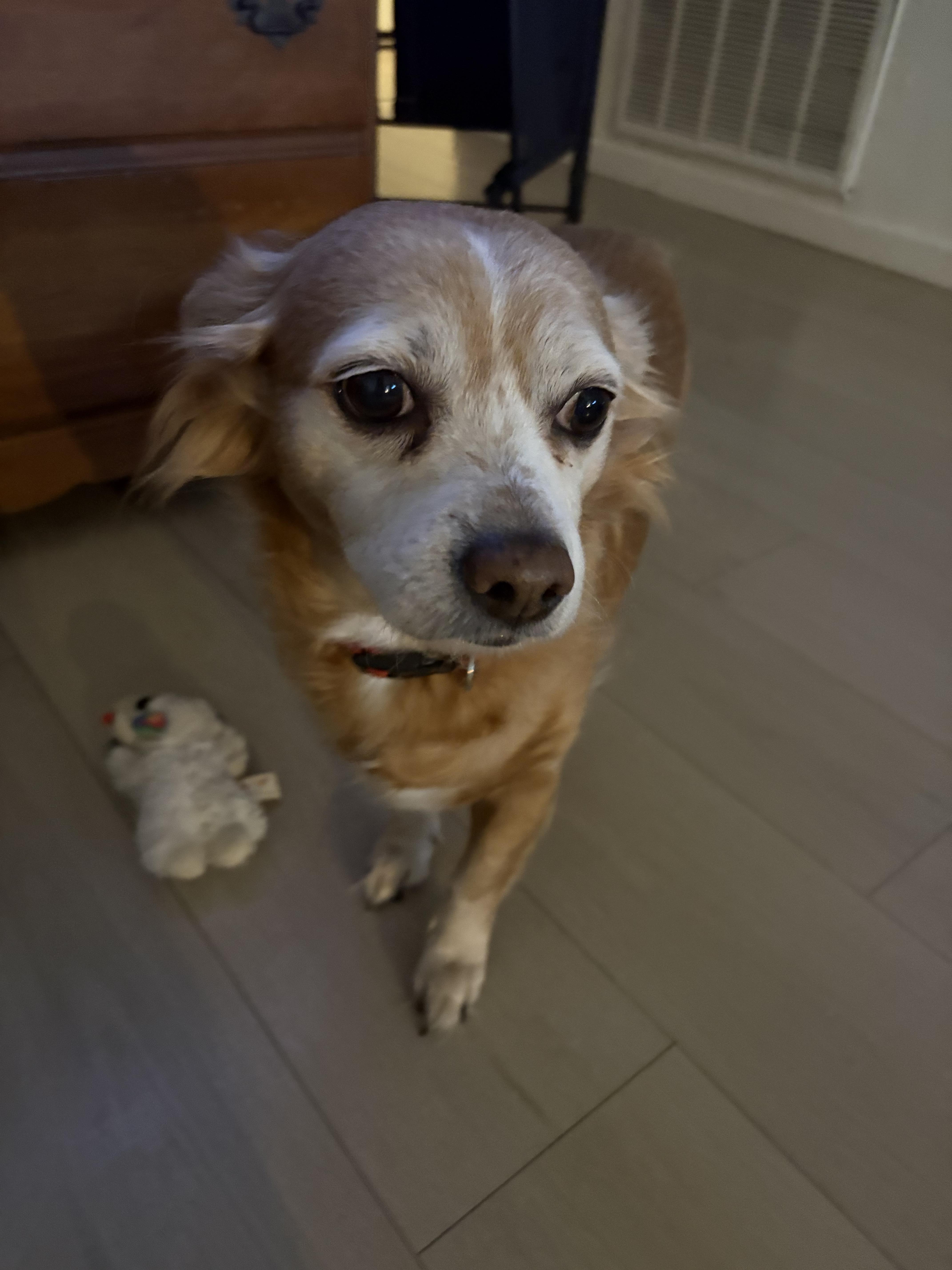 A dog sitting on the floor