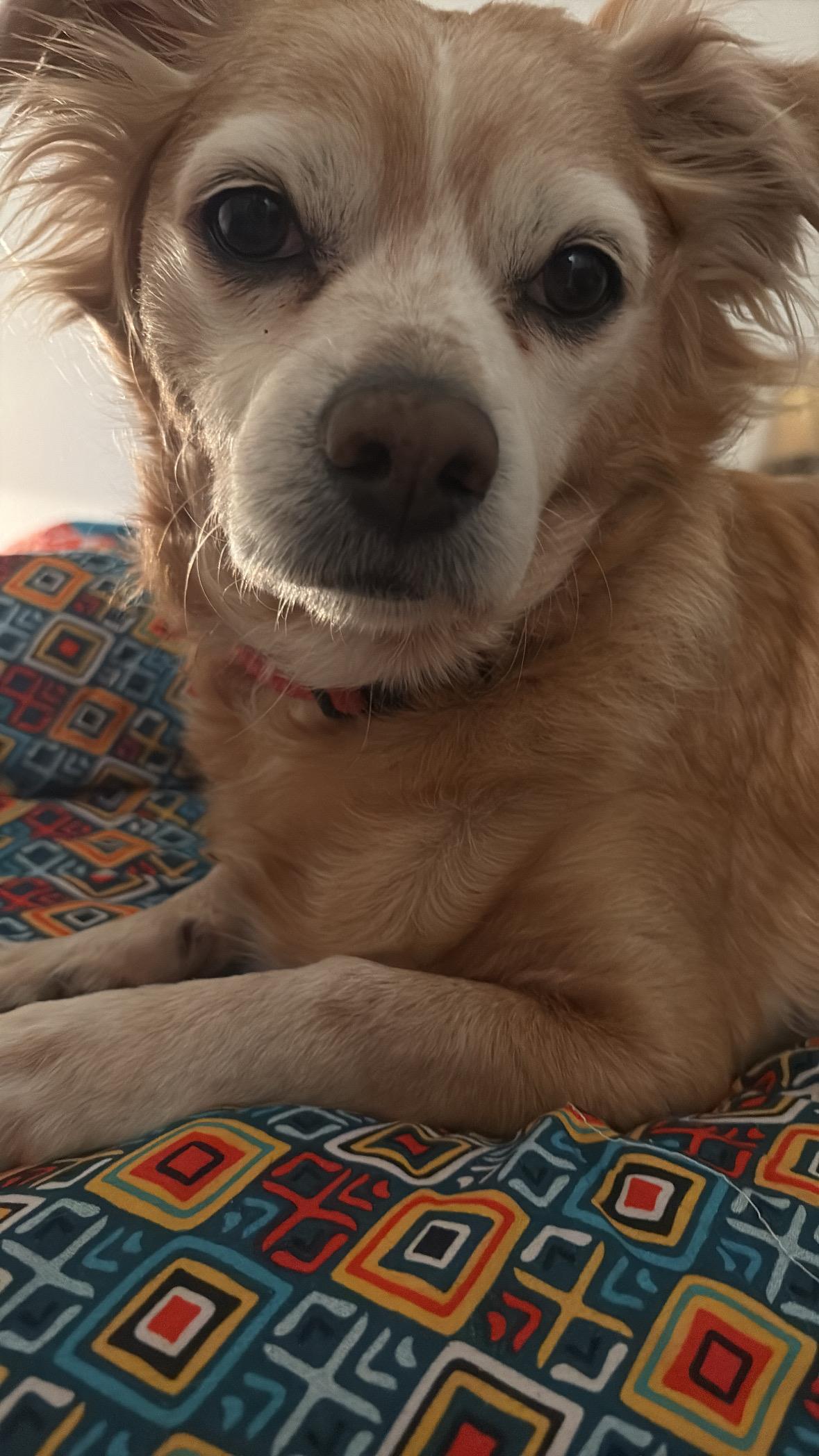 A dog lying on a blanket