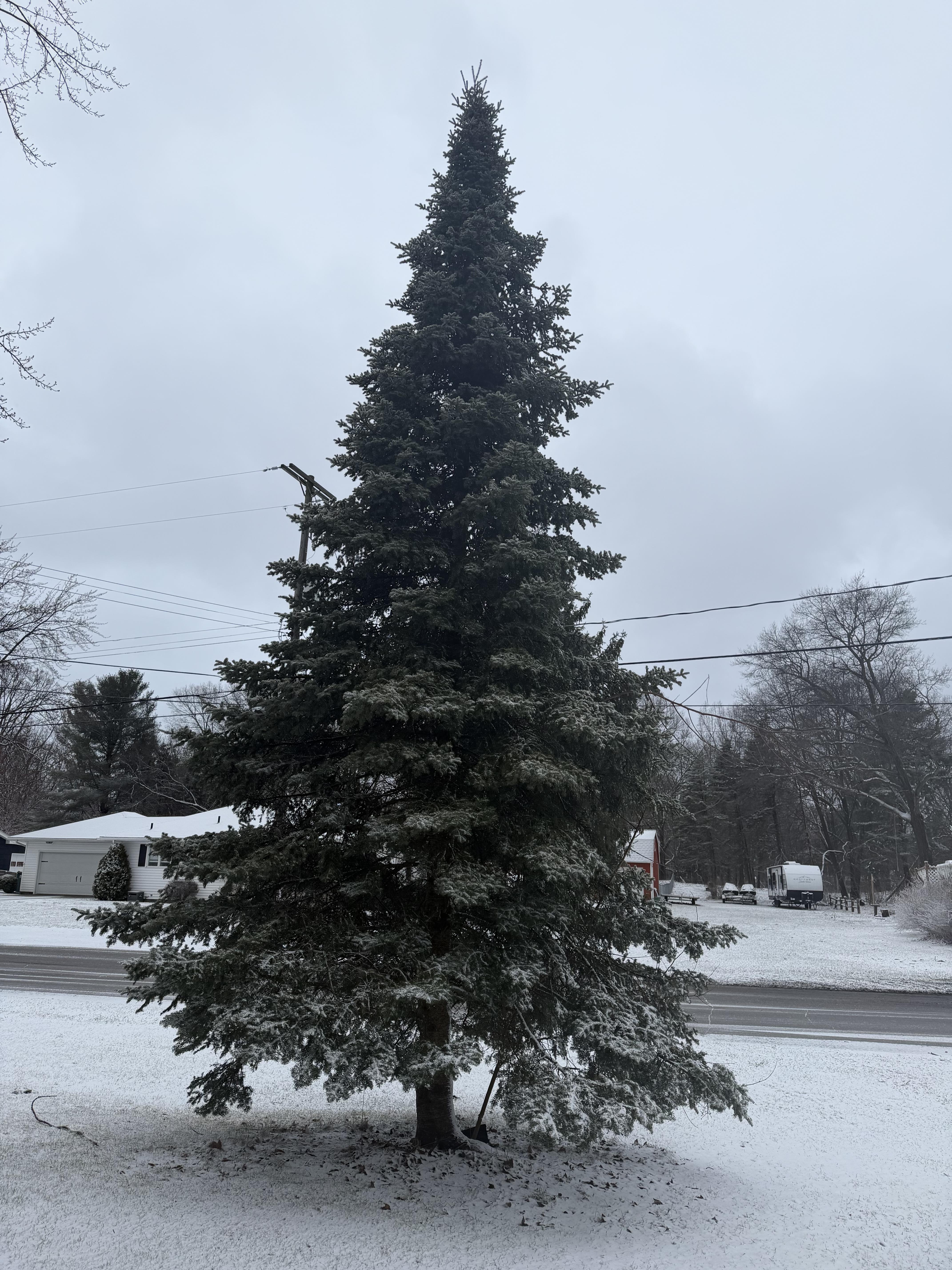 A tree in the snow