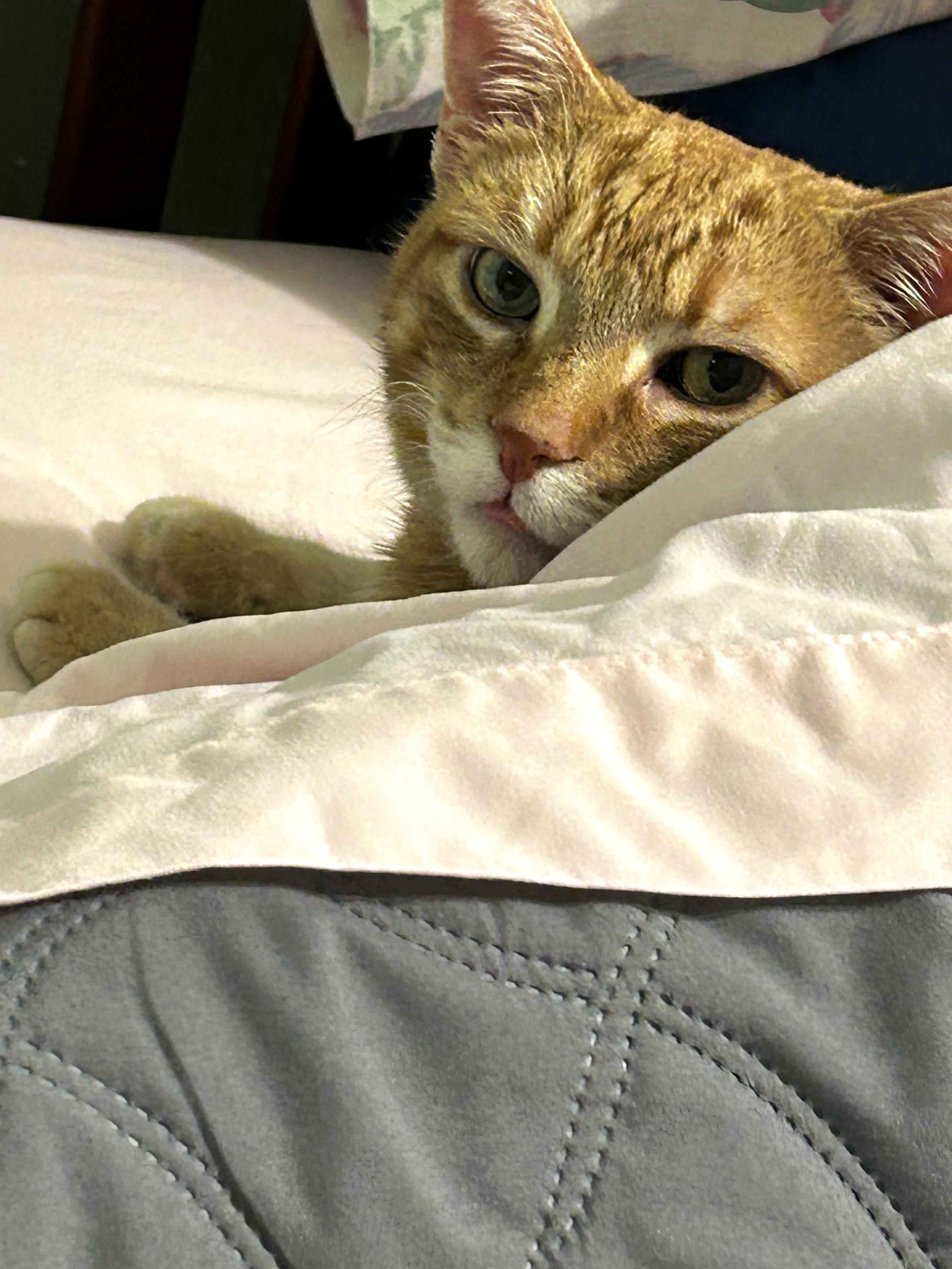 A cat lying on a bed