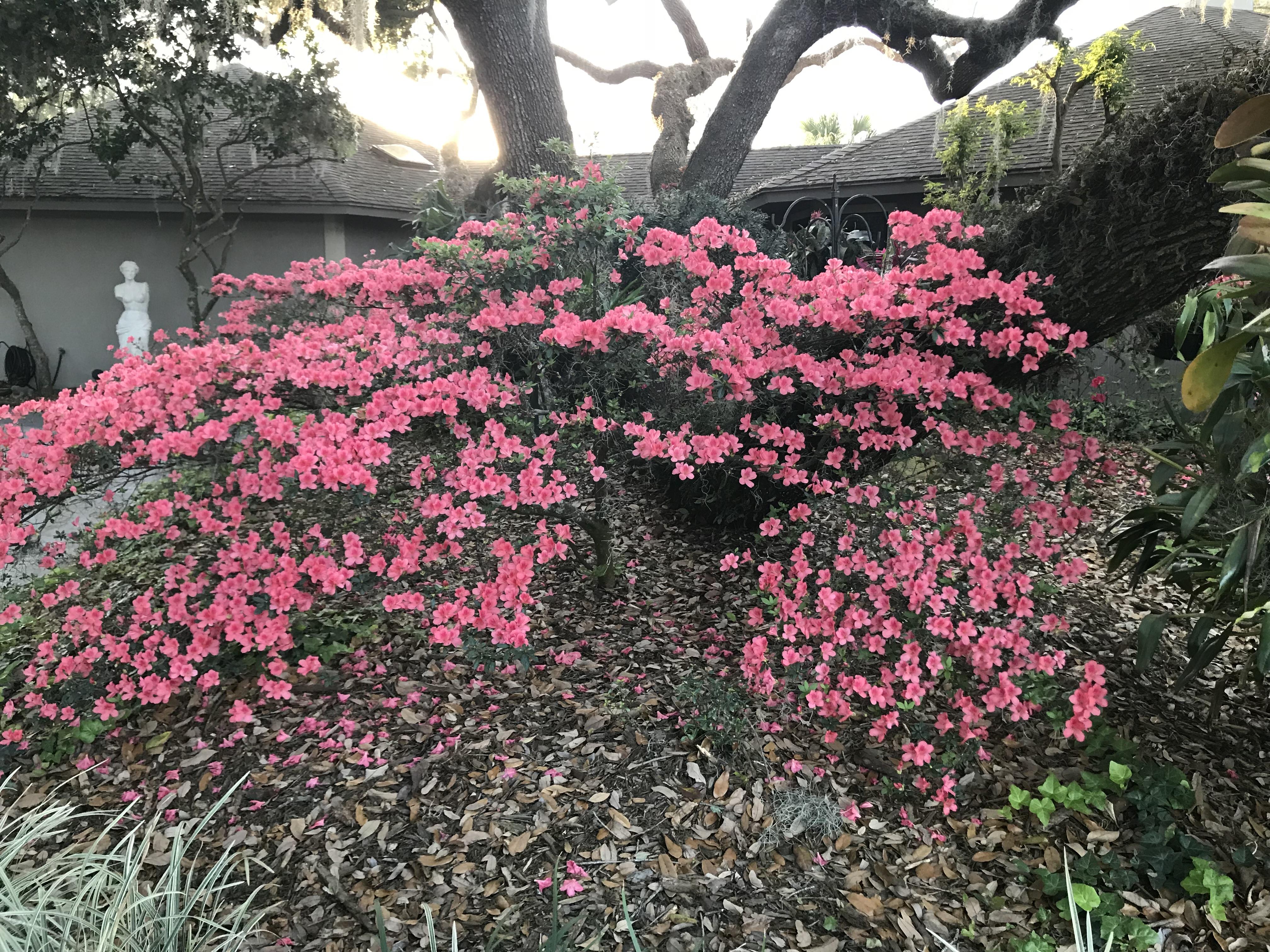 A bush with pink flowers