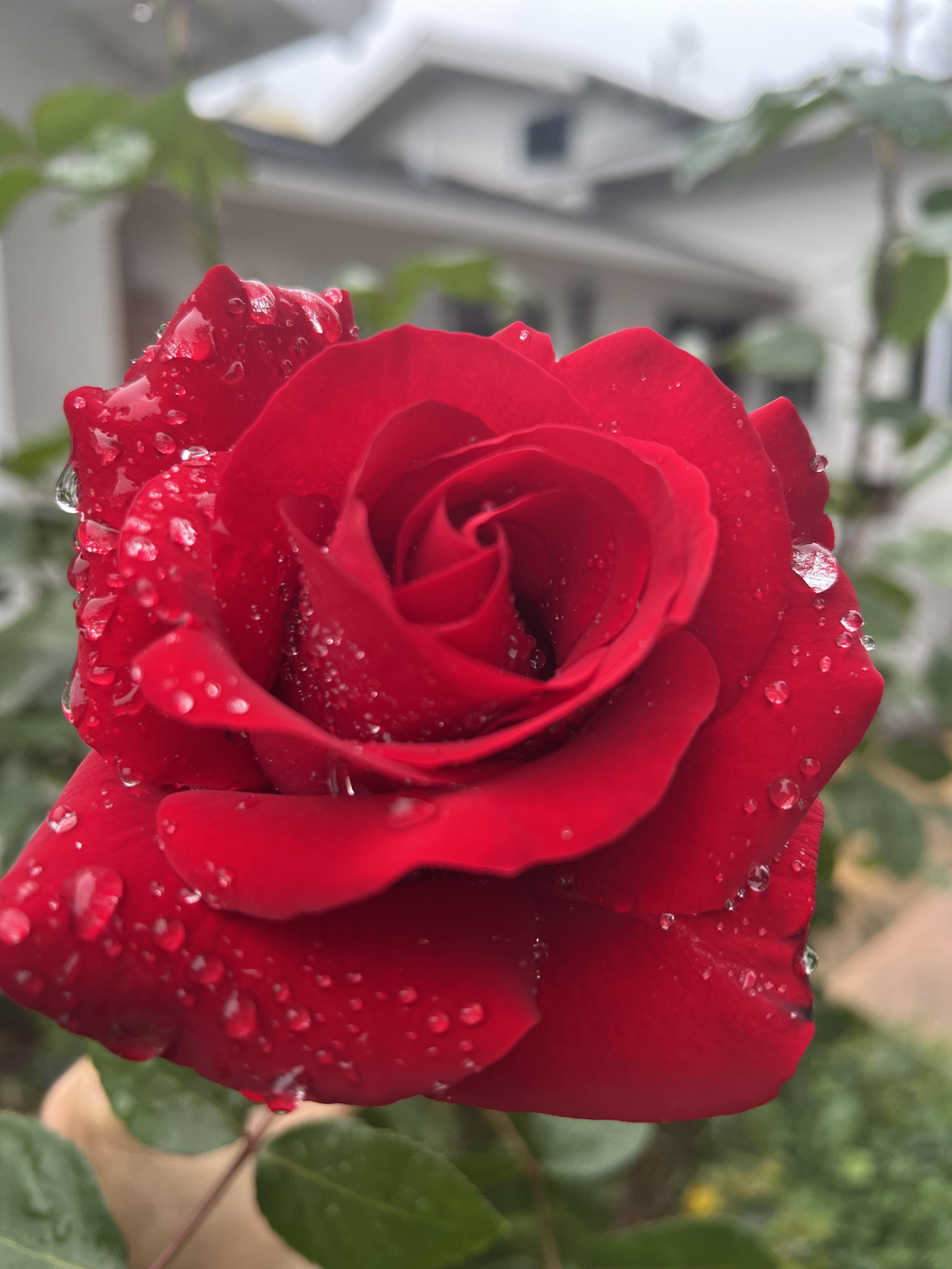 A close up of a rose