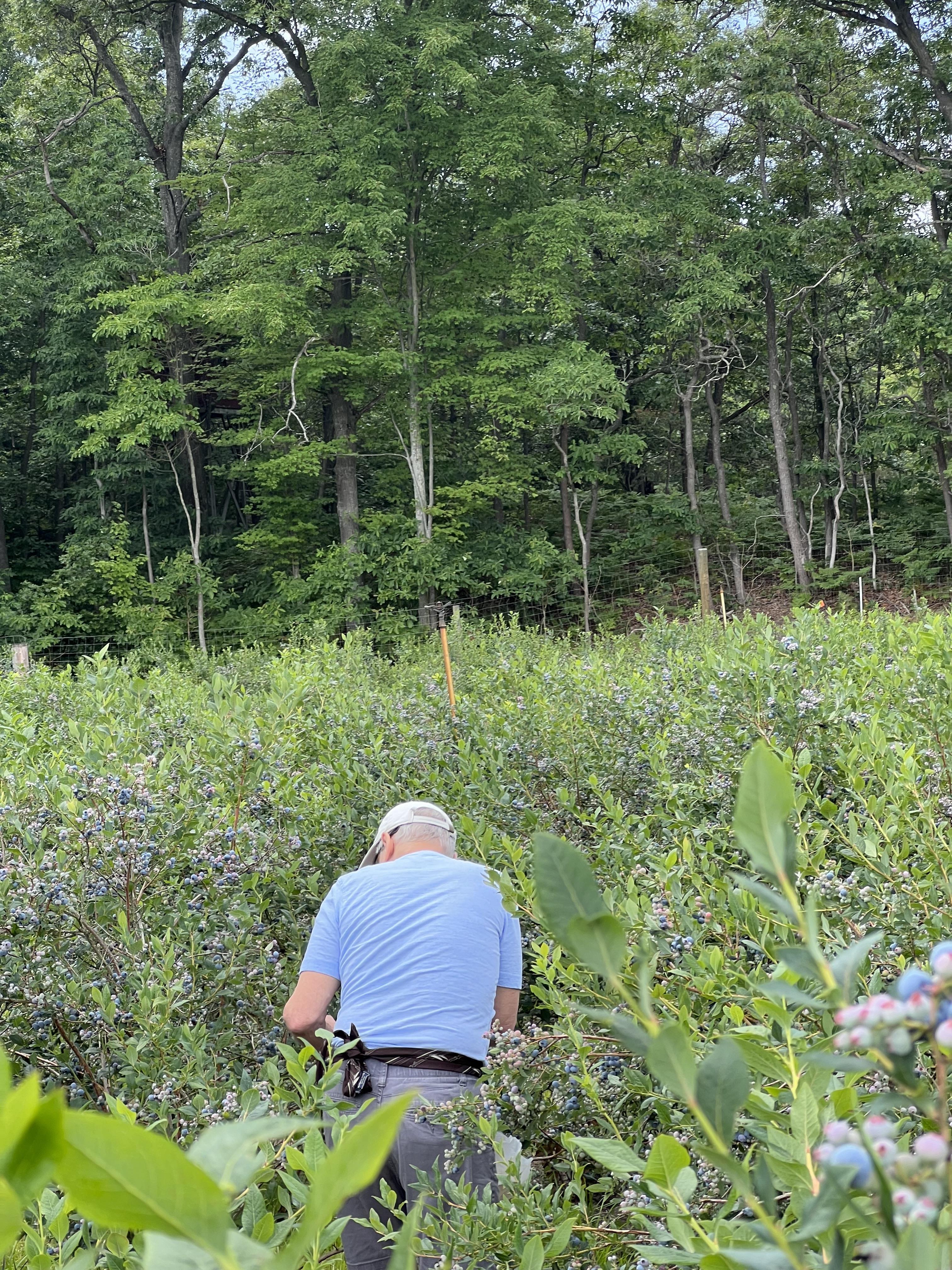 A man in a field of bushes