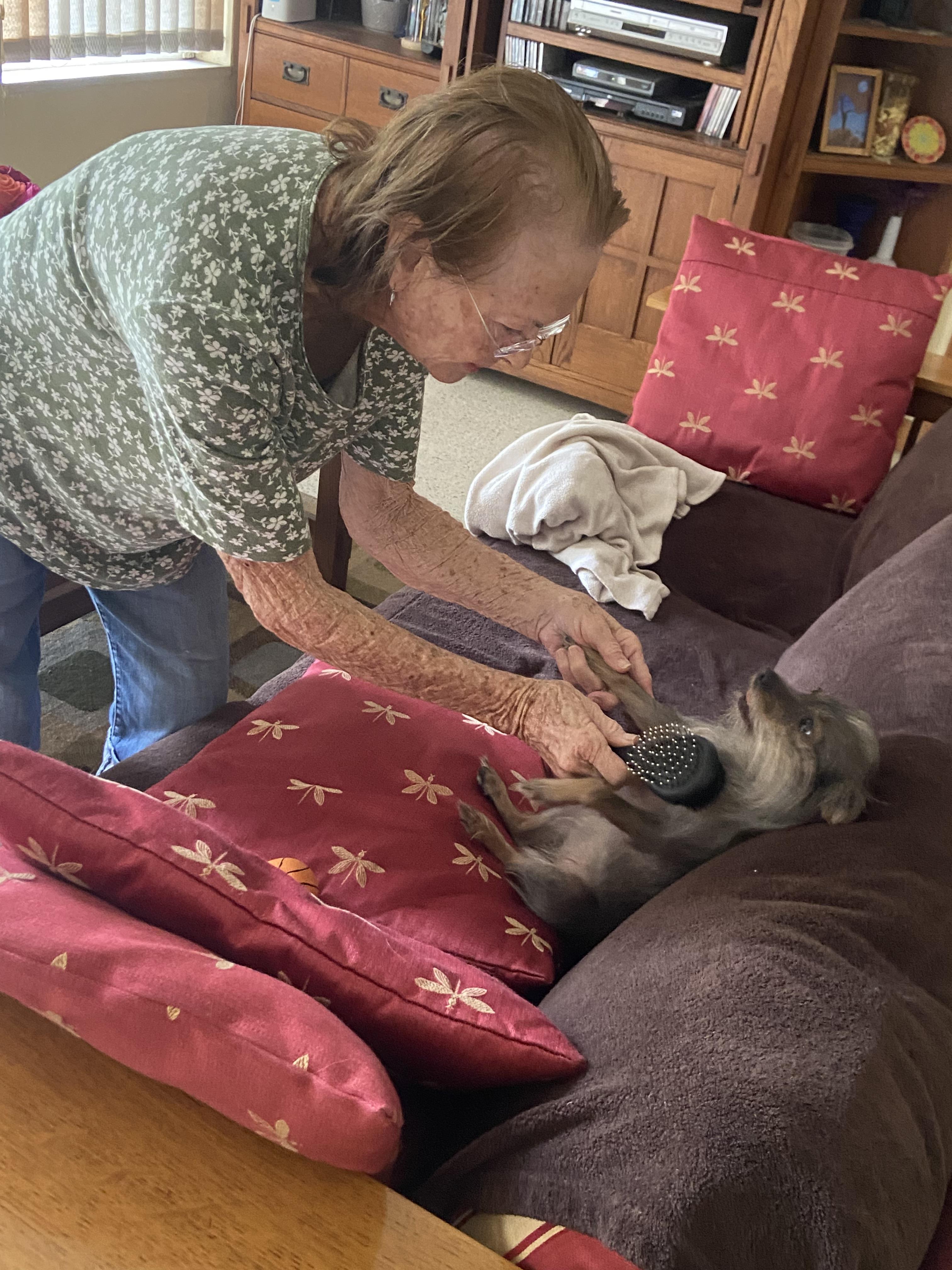 An old woman brushing a dog