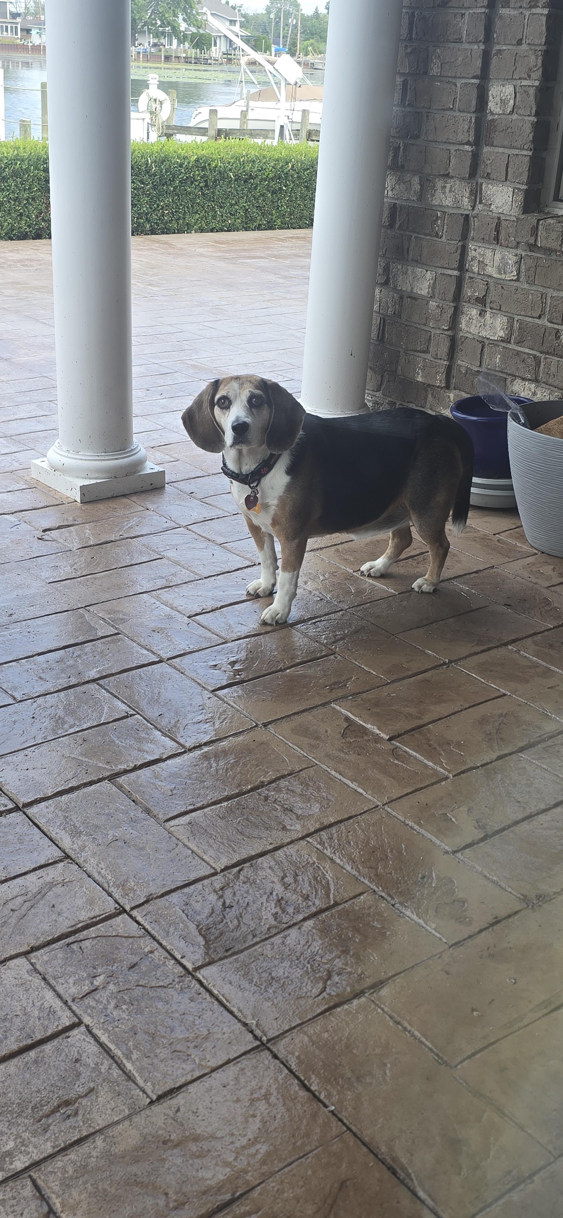 A dog standing on a brick patio